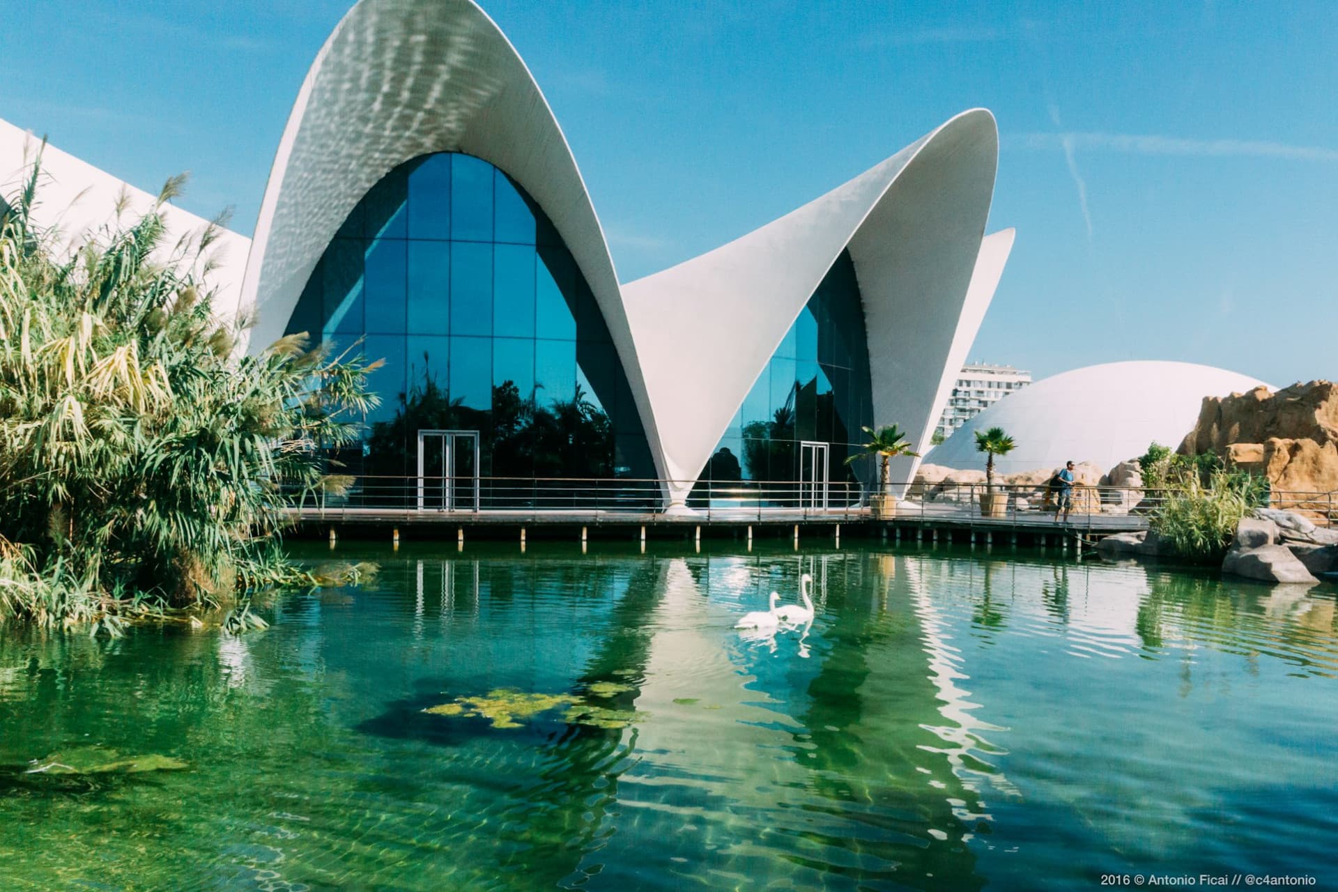 Oceanogràfic de Valencia Ticket - მთავარი სურათი