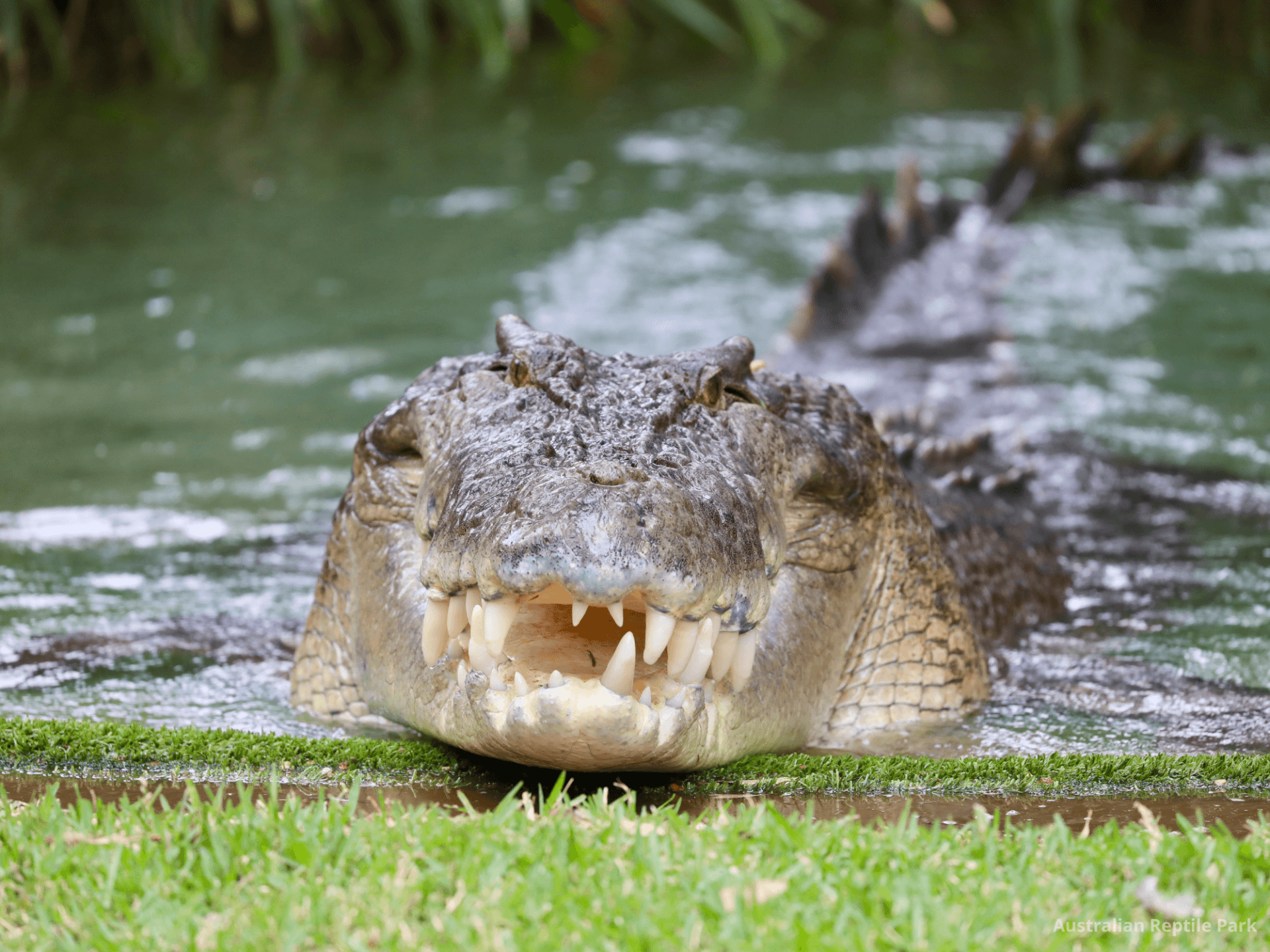 Australian Reptile Park - სურათი 8