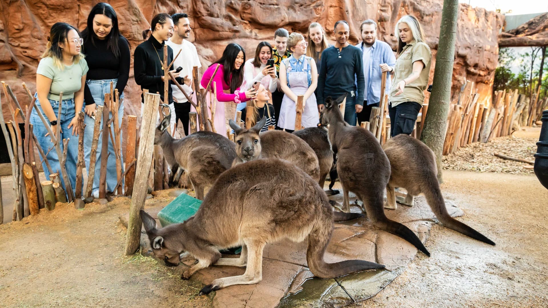 Breakfast with the Koalas at WILD LIFE SYDNEY - სურათი 6