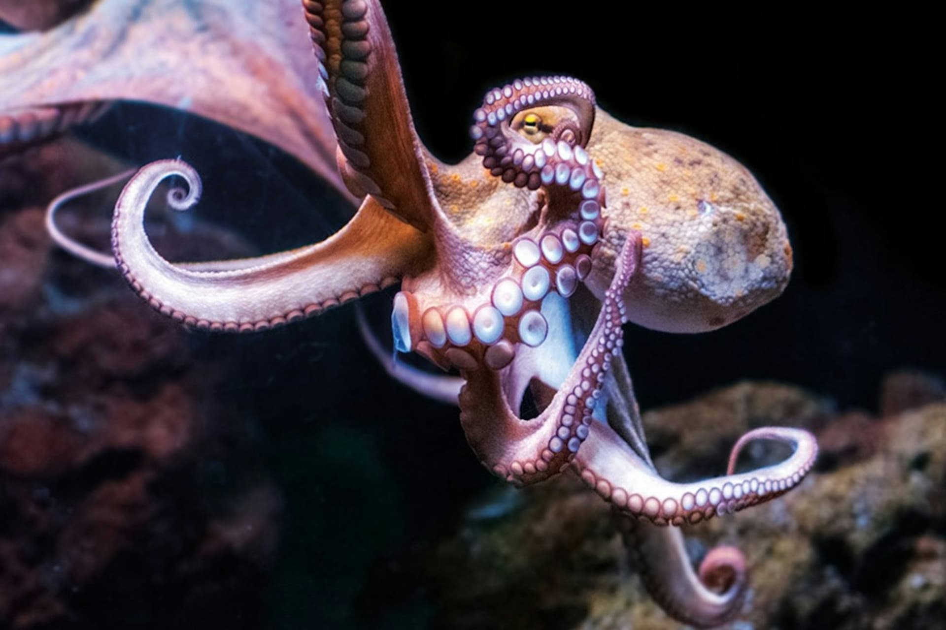 Palma Aquarium: Skip The Line Ticket + Optional 3D Cinema Aquadome - სურათი 14