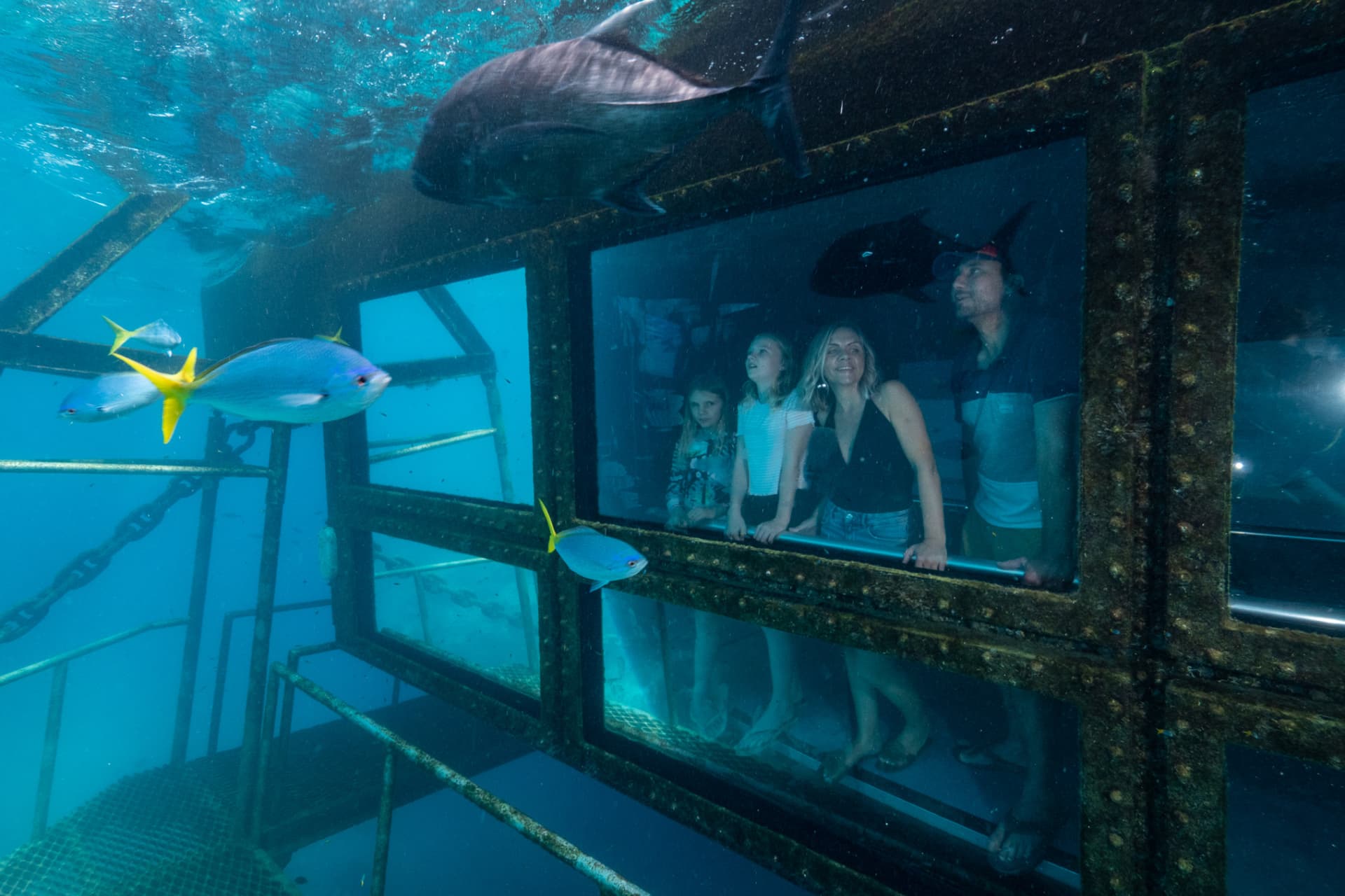 Reef Magic Pontoon Tour from Cairns - სურათი 4