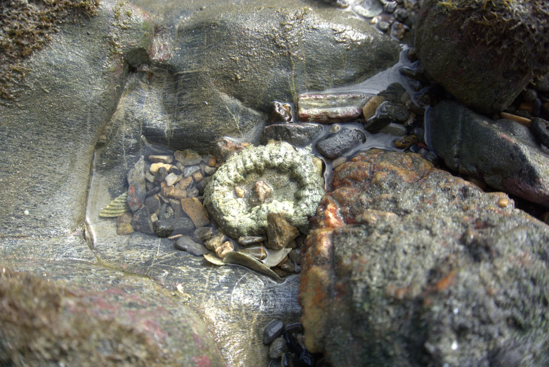 Desaru Beach and Tide Pool Walk - სურათი 34