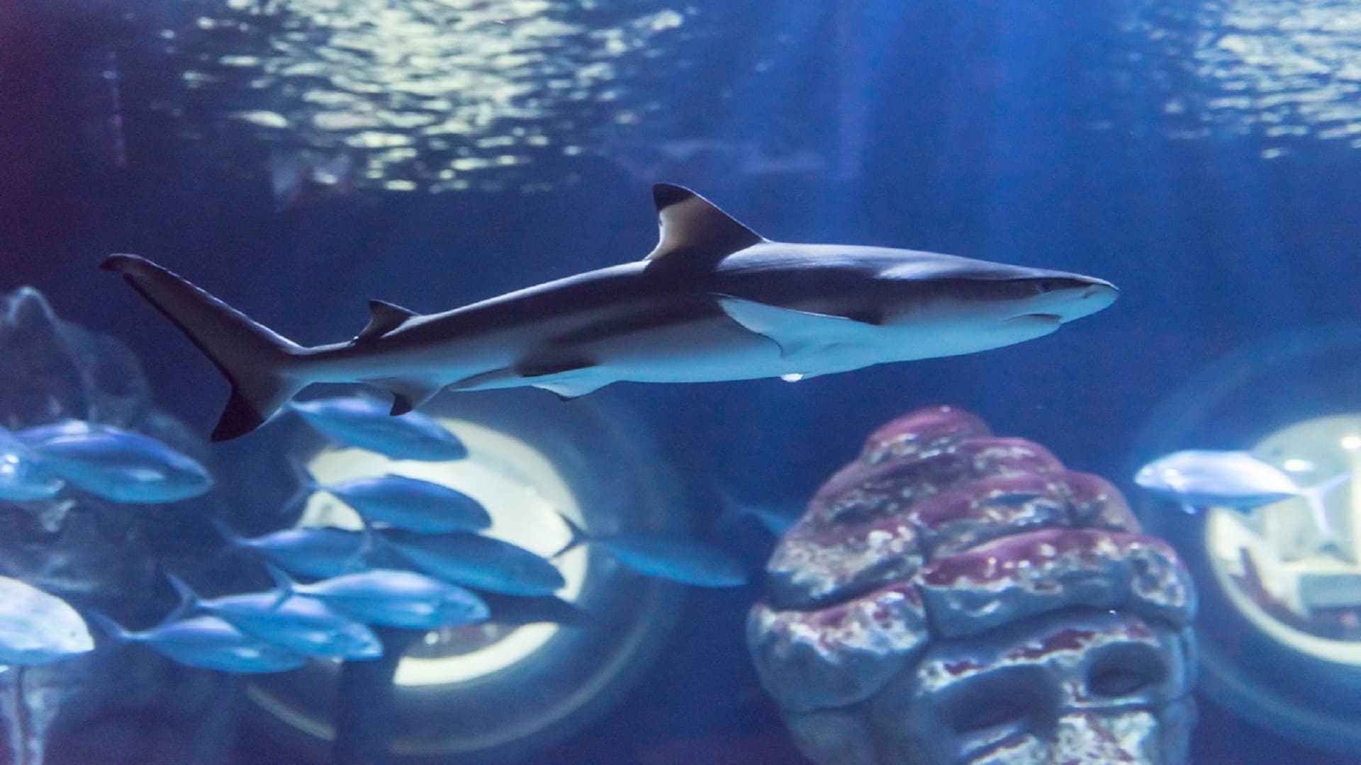 Seaquarium Le Grau-du-Roi Ticket - სურათი 3