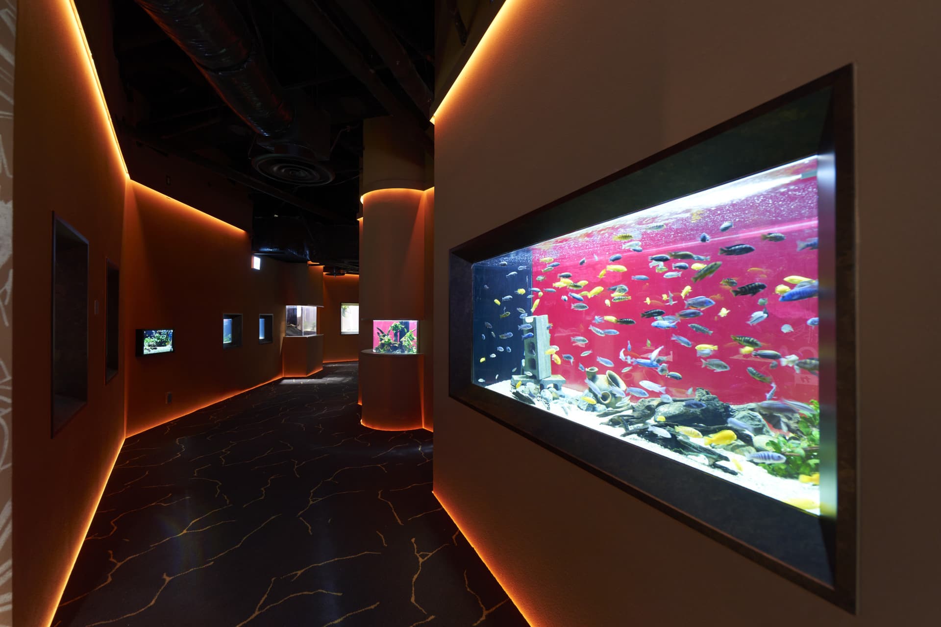 Kawasaki Aquarium Ticket - სურათი 3