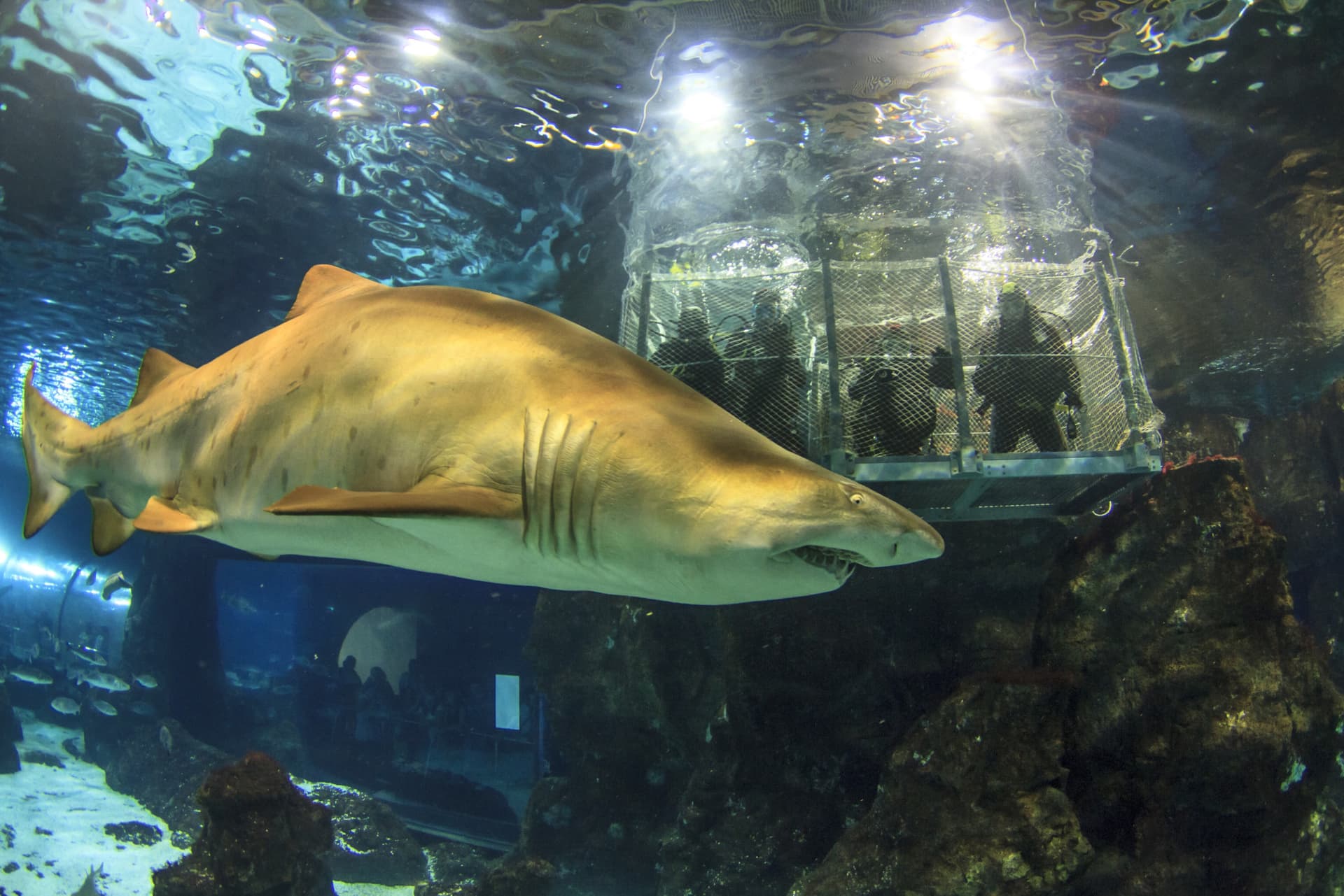 Barcelona Aquarium Ticket - მთავარი სურათი