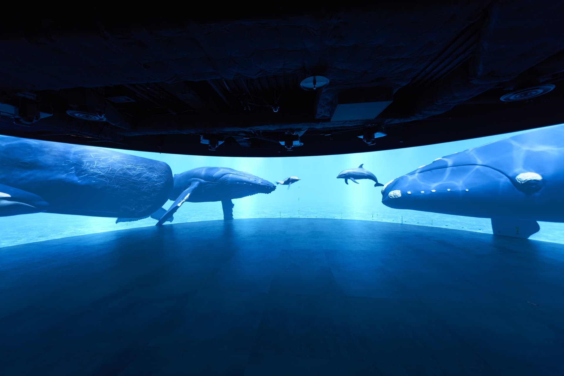 Kawasaki Aquarium Ticket - სურათი 13