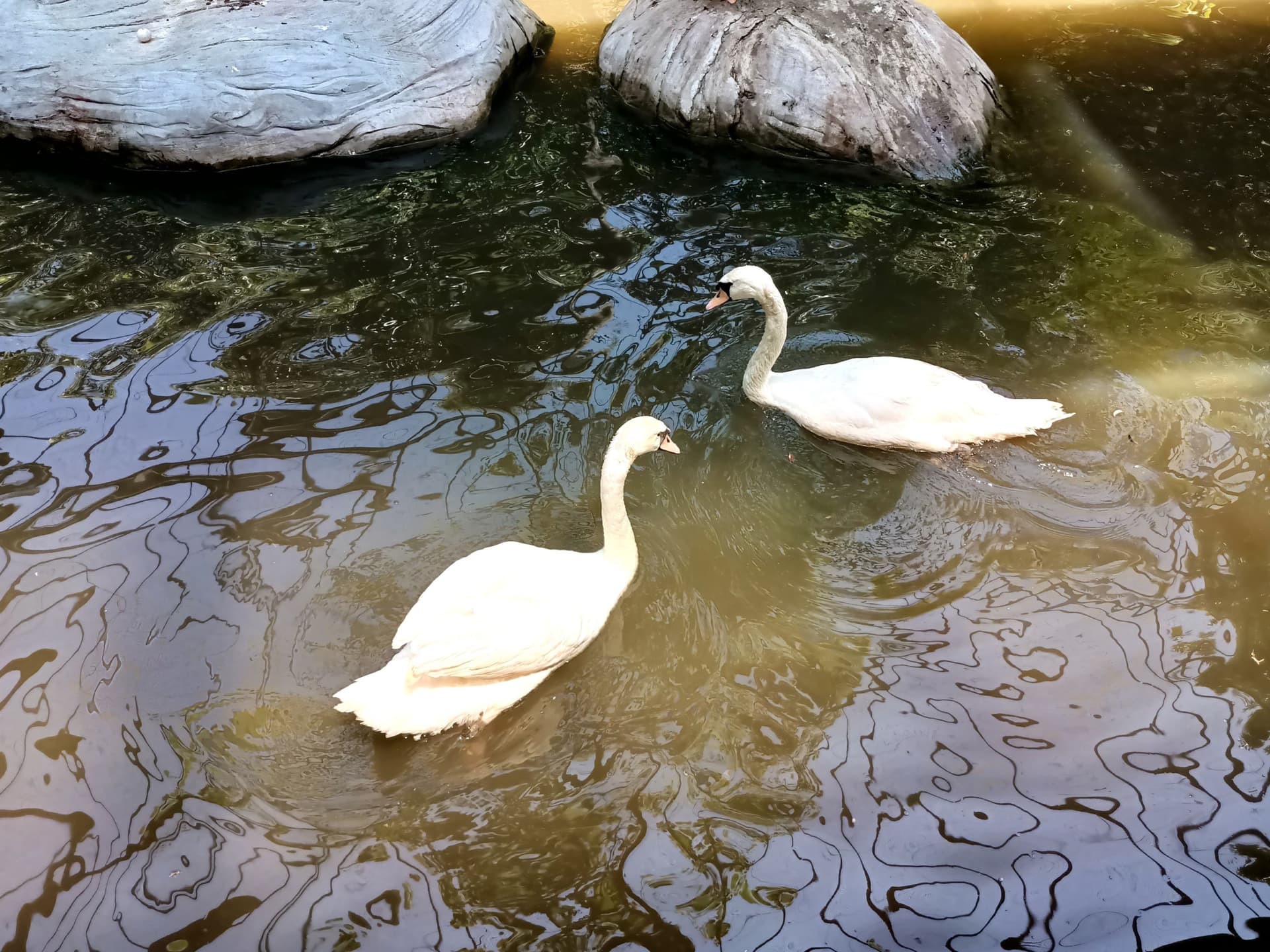 Langkawi Wildlife Park - სურათი 13