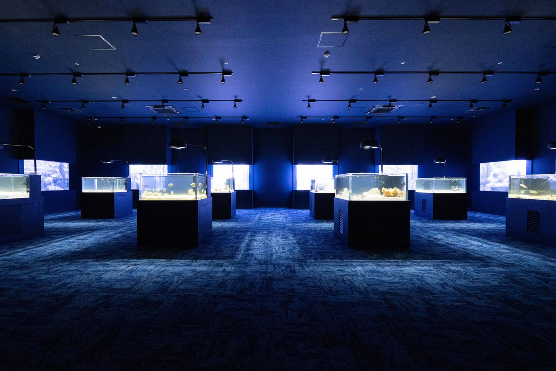 Okinawa DMM Kariyushi Aquarium - სურათი 5