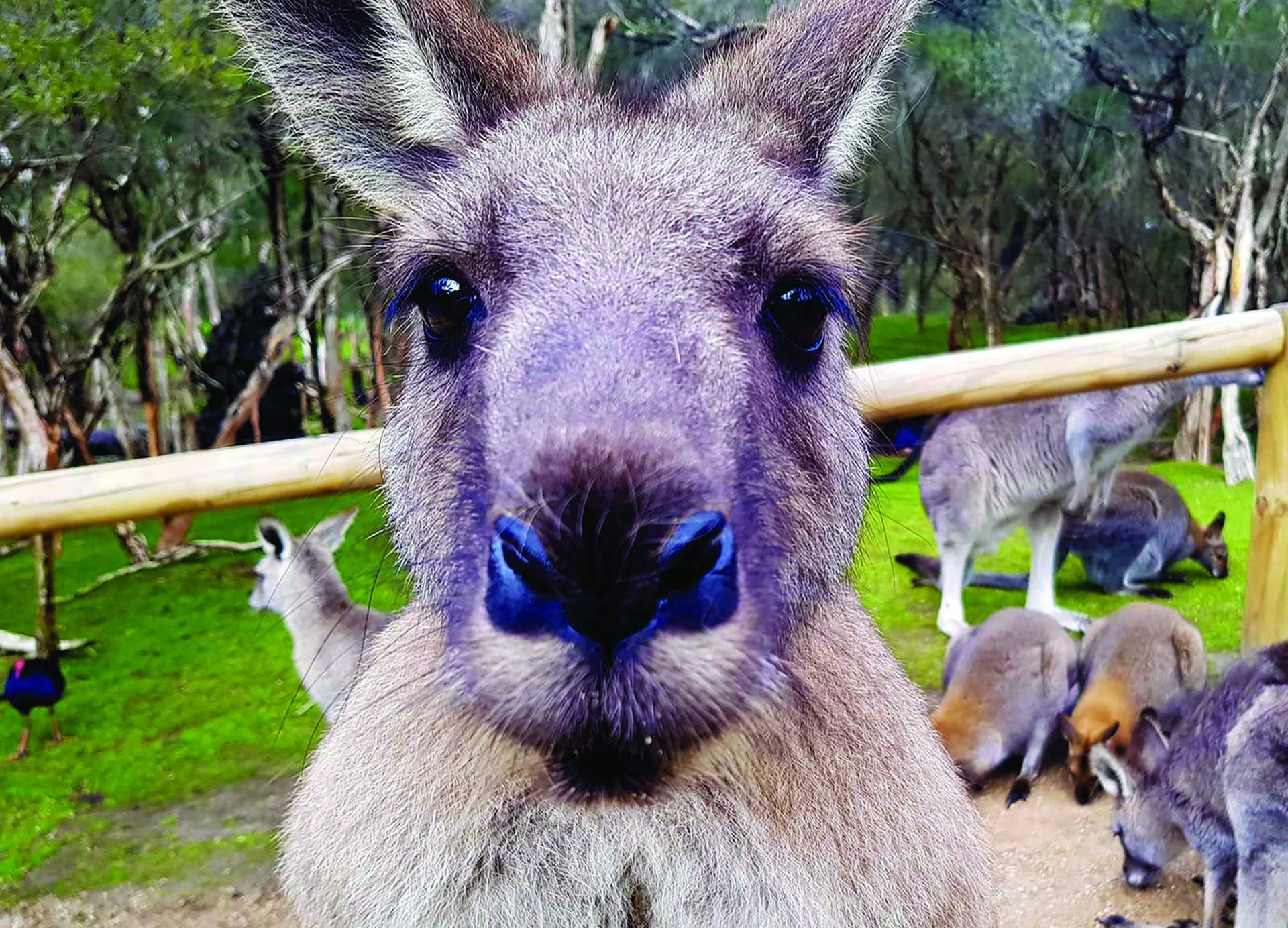 Moonlit Sanctuary Wildlife Conservation Park Ticket - სურათი 9
