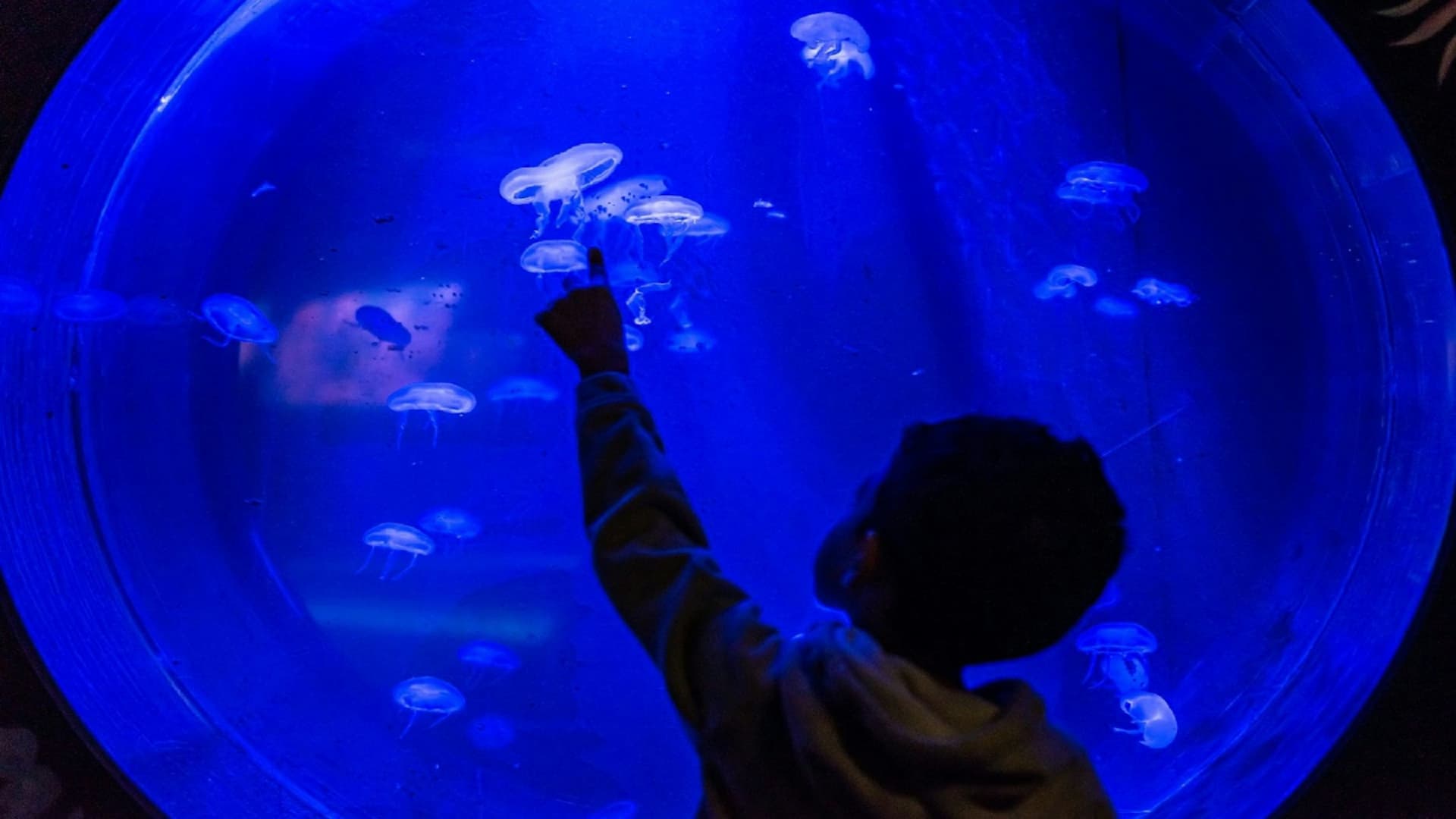 Seaquarium Le Grau-du-Roi Ticket - სურათი 4