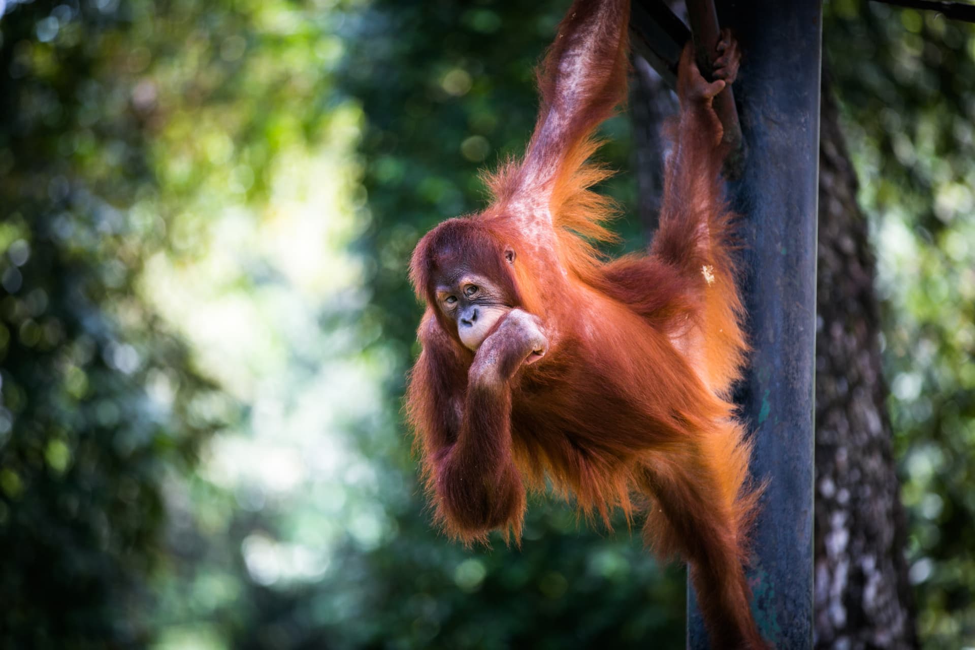 Zoo Negara Malaysia & Panda Conservation Centre Ticket - სურათი 12