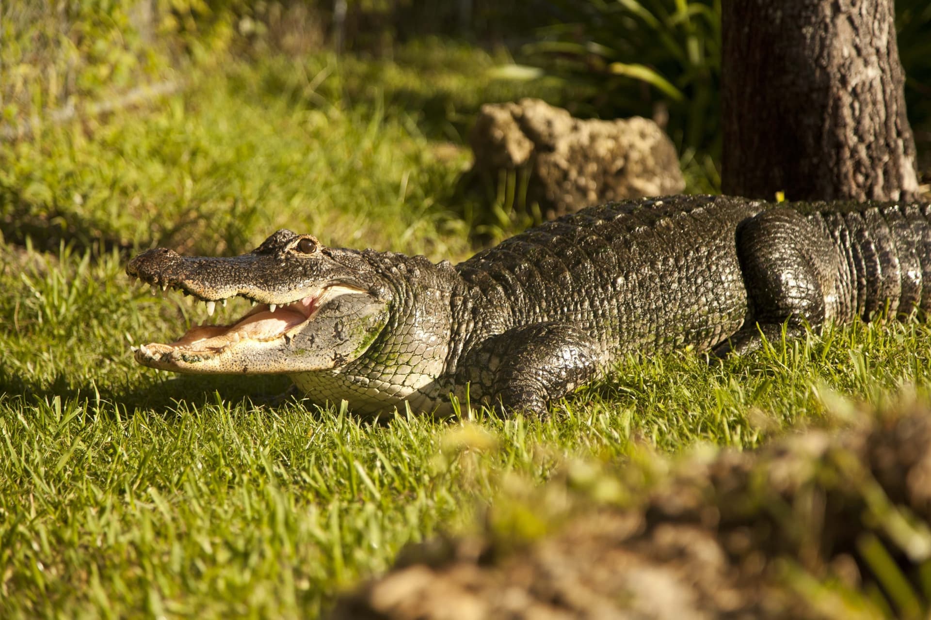 Miami Full-Day Combo: 75 min cruise + Everglades Airboat Tour + Double Decker Bus - სურათი 6