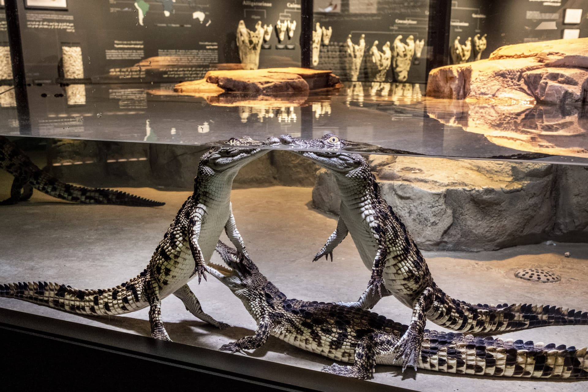 Dubai Crocodile Park - სურათი 4