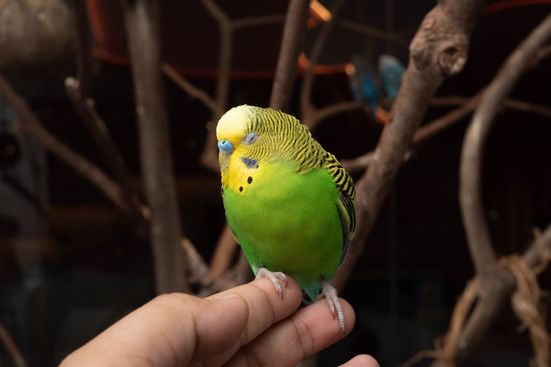 Just Farm Indoor Zoo Kuala Lumpur  (Previously Known As Just Pets Megastore) - სურათი 18