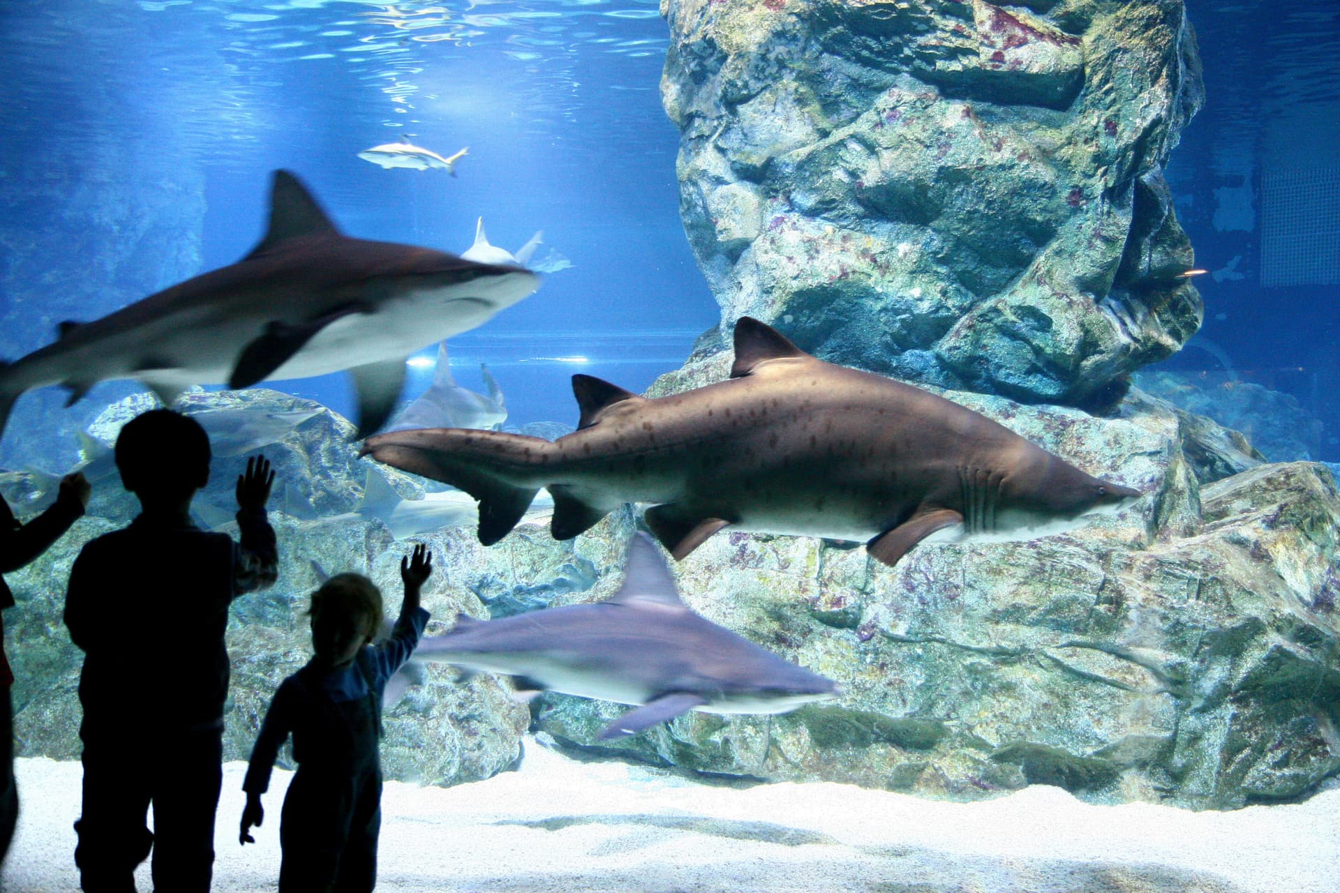 SEA LIFE COEX, Seoul Aquarium Ticket - სურათი 5