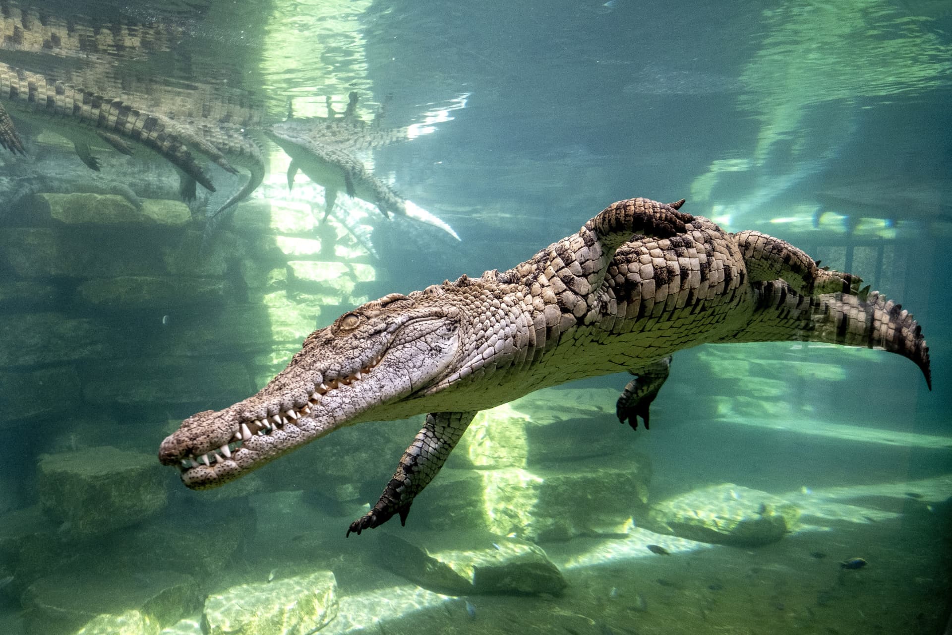 COMBO: Dubai Dolphinarium + Dubai Crocodile Park Tickets - სურათი 5