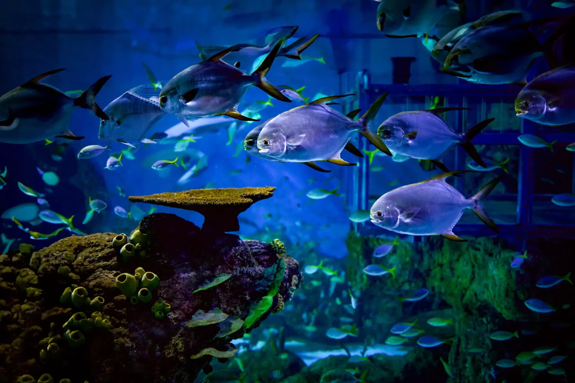 Marine Safari Bali Ticket - მთავარი სურათი