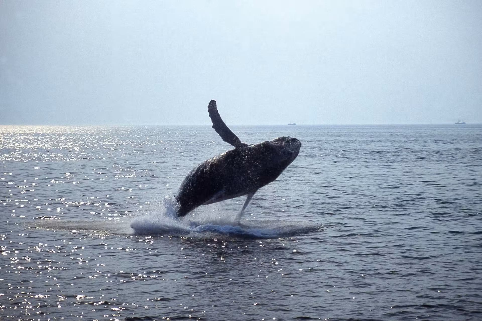 Boston Harbor Whale Watch Cruise - სურათი 5
