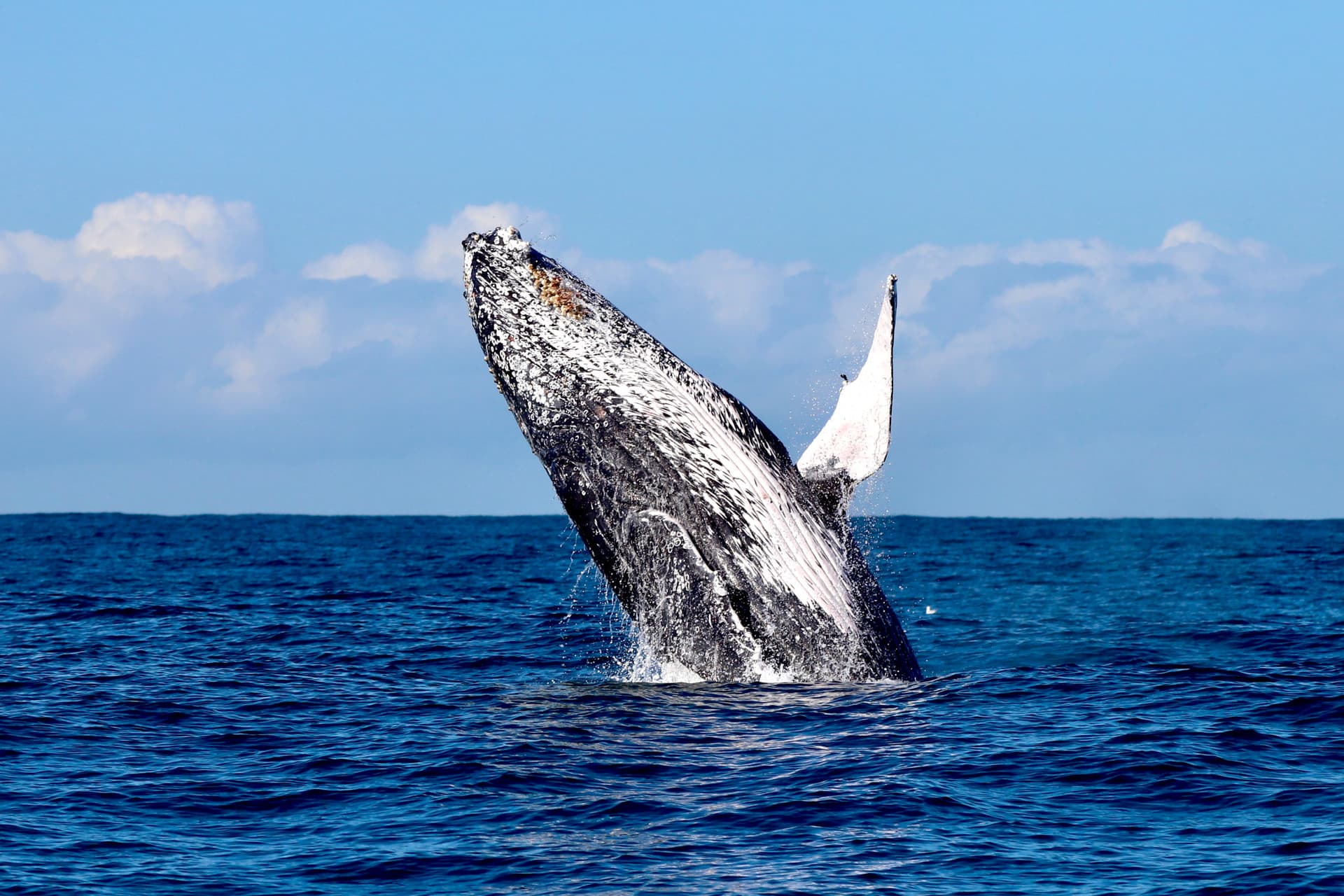 Newcastle Whale Watching Cruise aboard CoastXP - მთავარი სურათი
