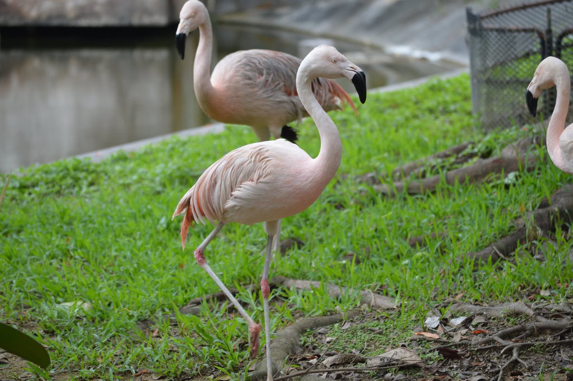 Okinawa Southeast Botanical Gardens - სურათი 32