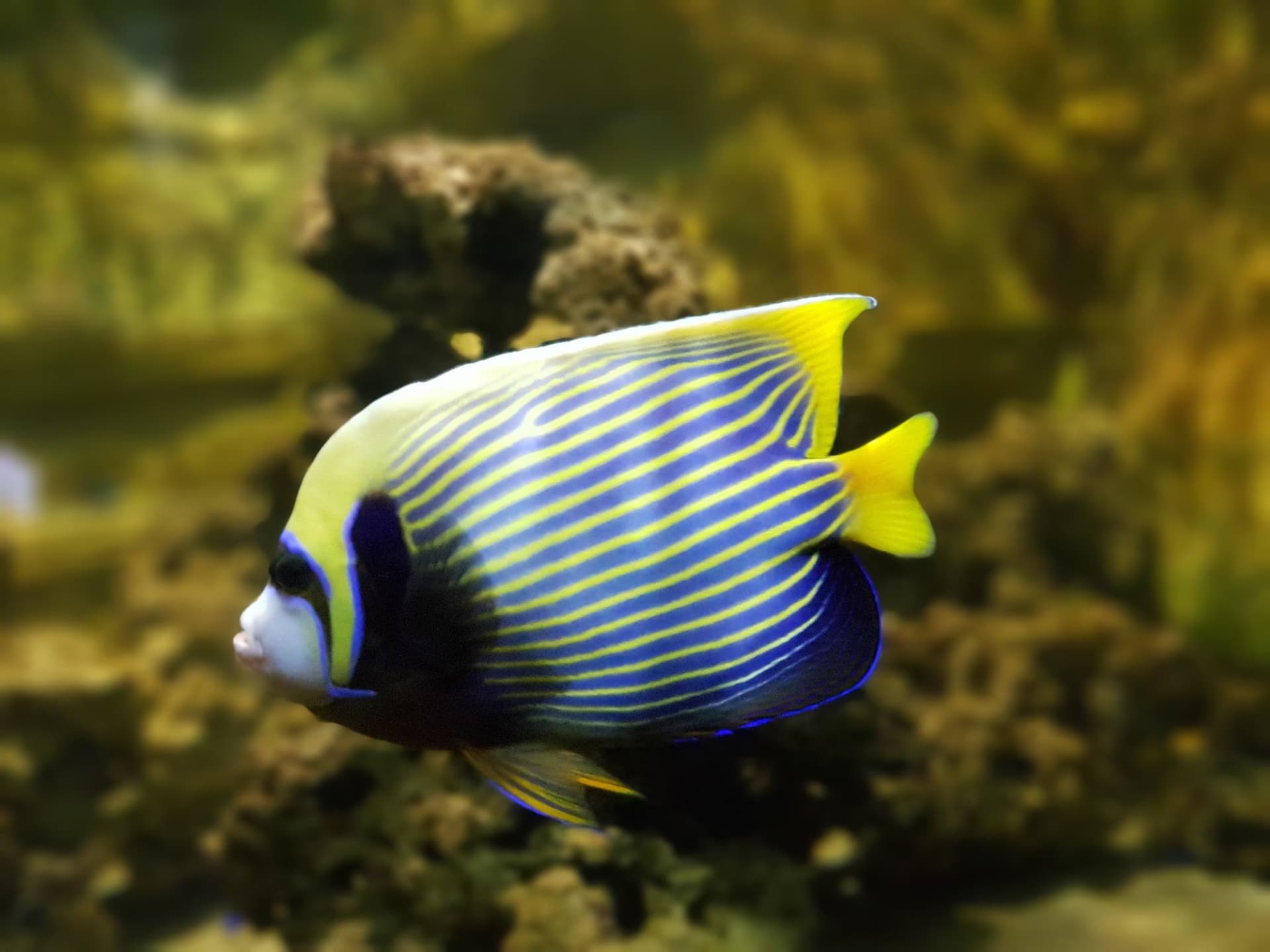 Yehliu Ocean World - სურათი 7