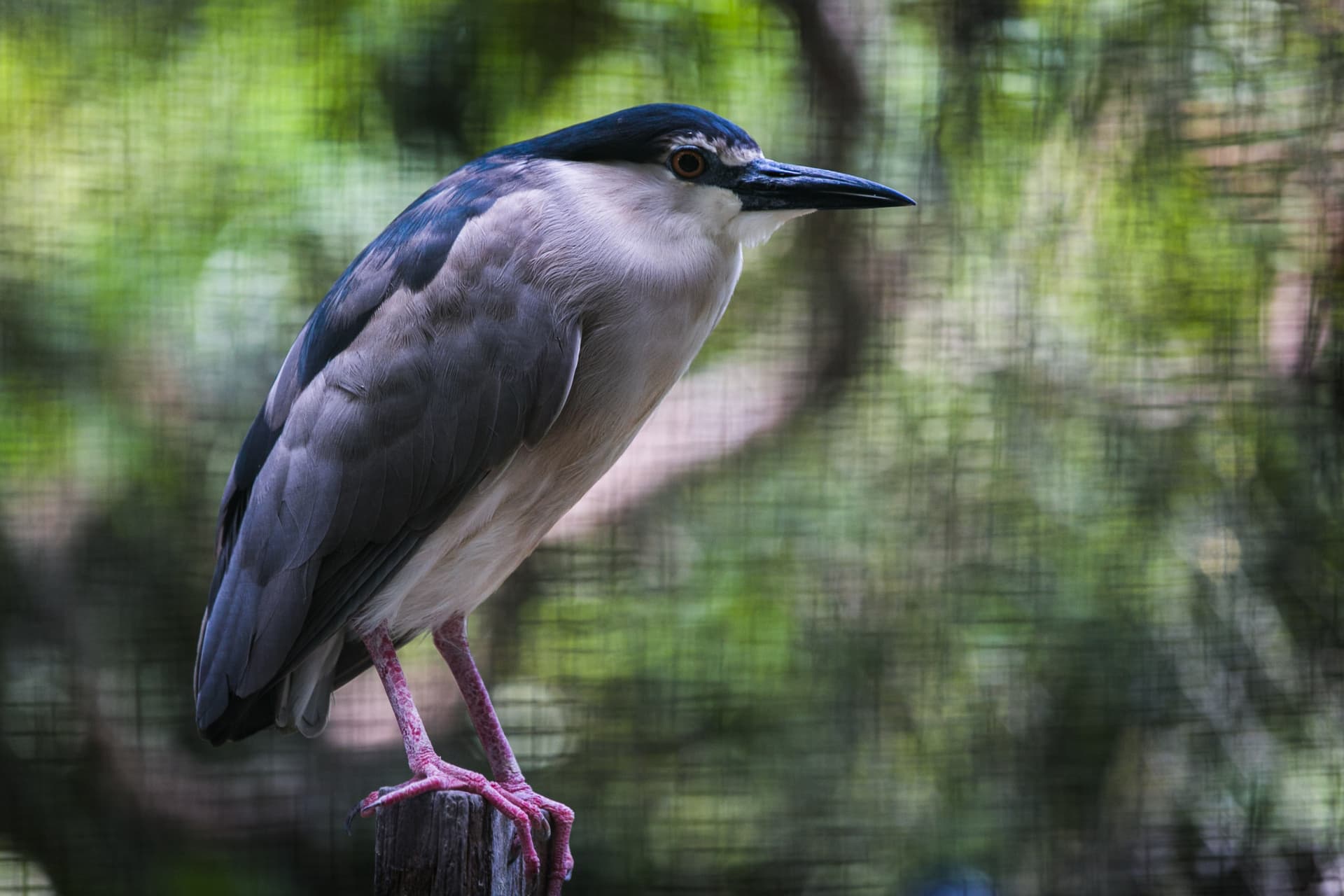 Zoo Negara Malaysia & Panda Conservation Centre Ticket - სურათი 11