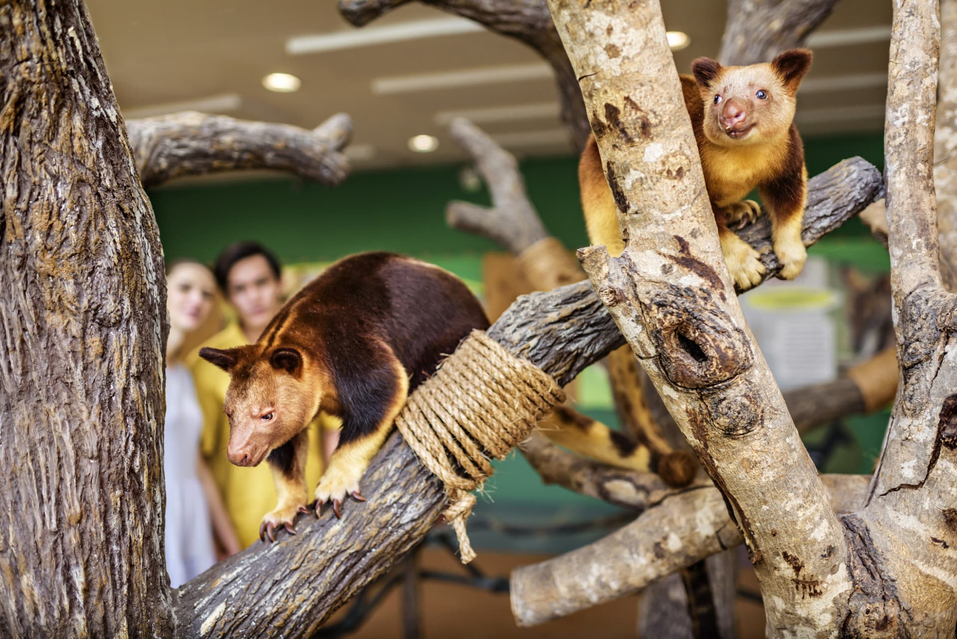 Singapore Zoo Ticket - სურათი 15