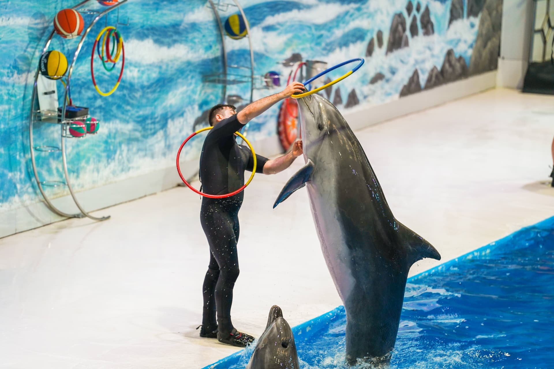 Dubai Dolphinarium Ticket - სურათი 4