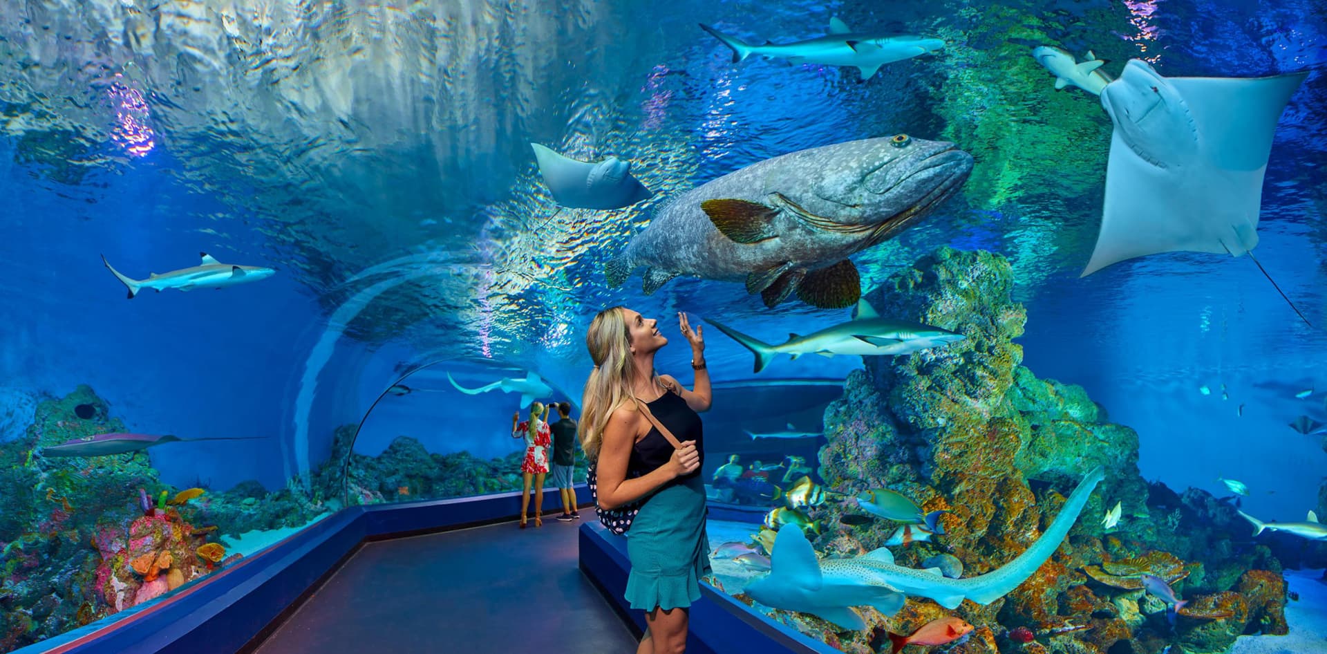 Cairns Aquarium Ticket - მთავარი სურათი