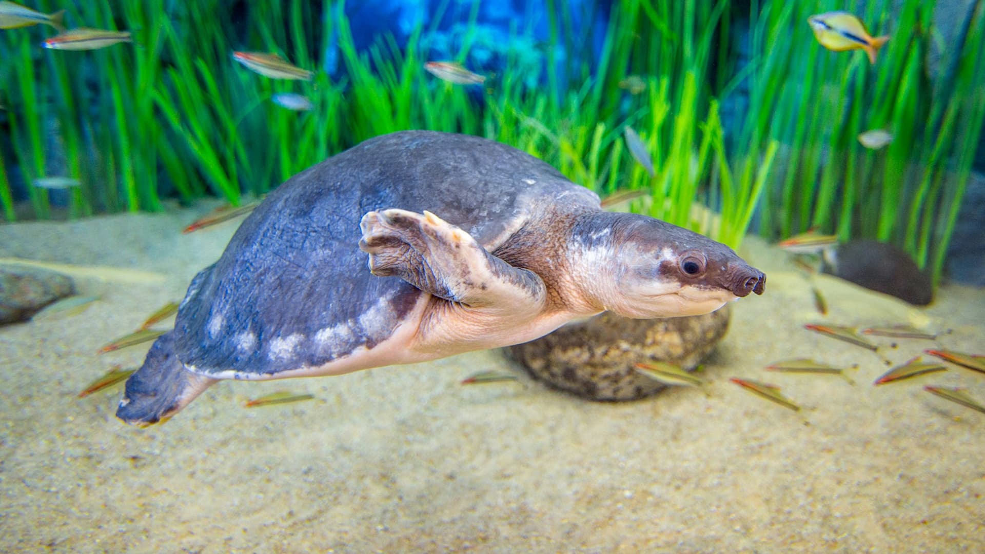 Poema del Mar - Aquarium Gran Canaria: Skip The Line Ticket - სურათი 6