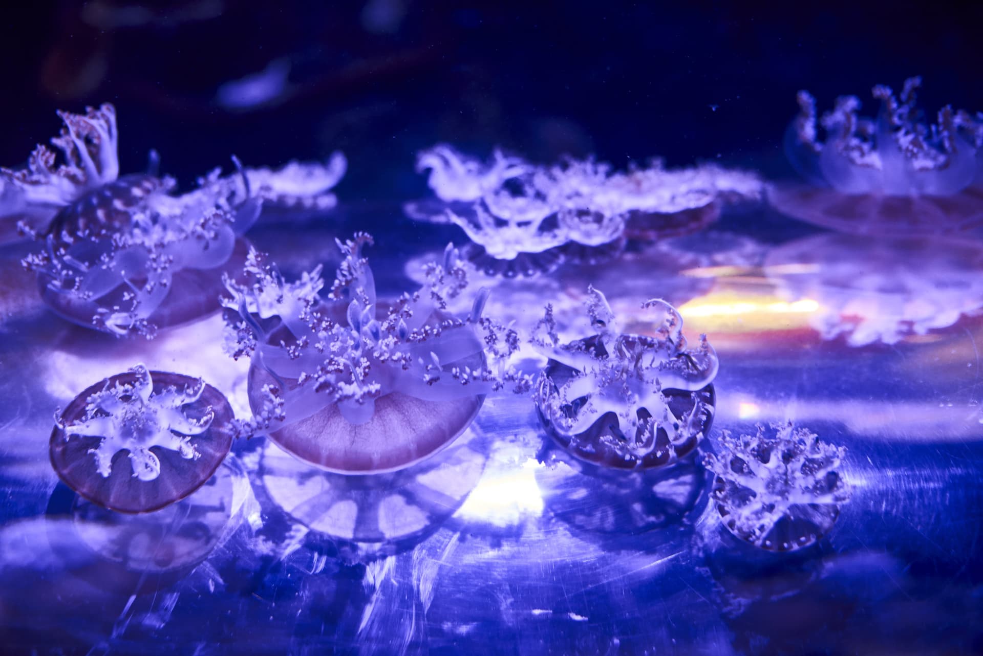 SEA LIFE Melbourne Aquarium Direct Entry Ticket - სურათი 14
