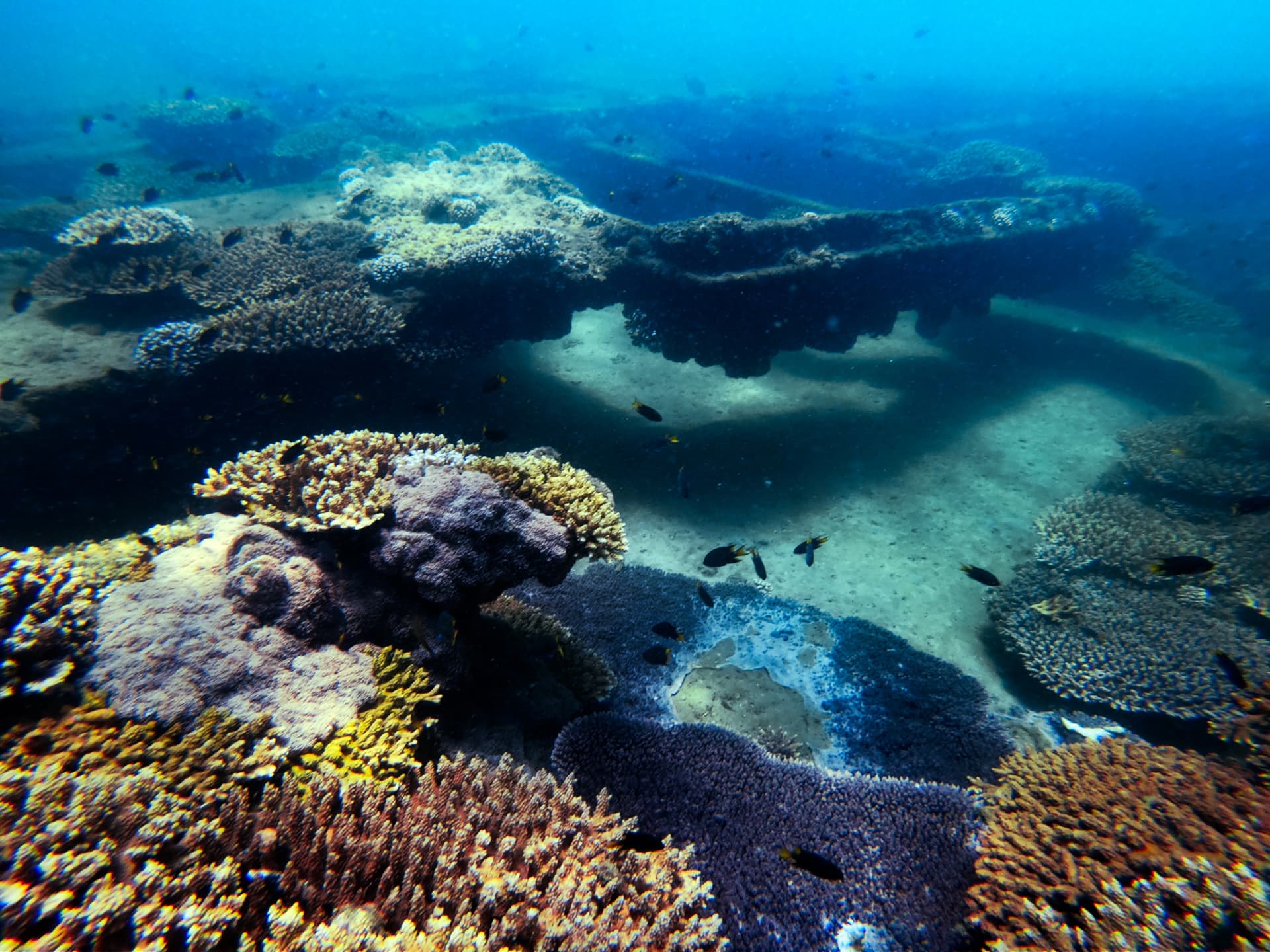 Tangalooma Wrecks & Dolphin Cruise Optional Round transfer from Brisbane City and Gold Coast - სურათი 5