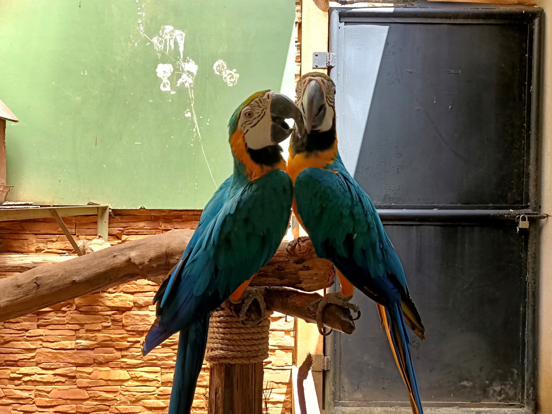 Langkawi Wildlife Park - სურათი 5