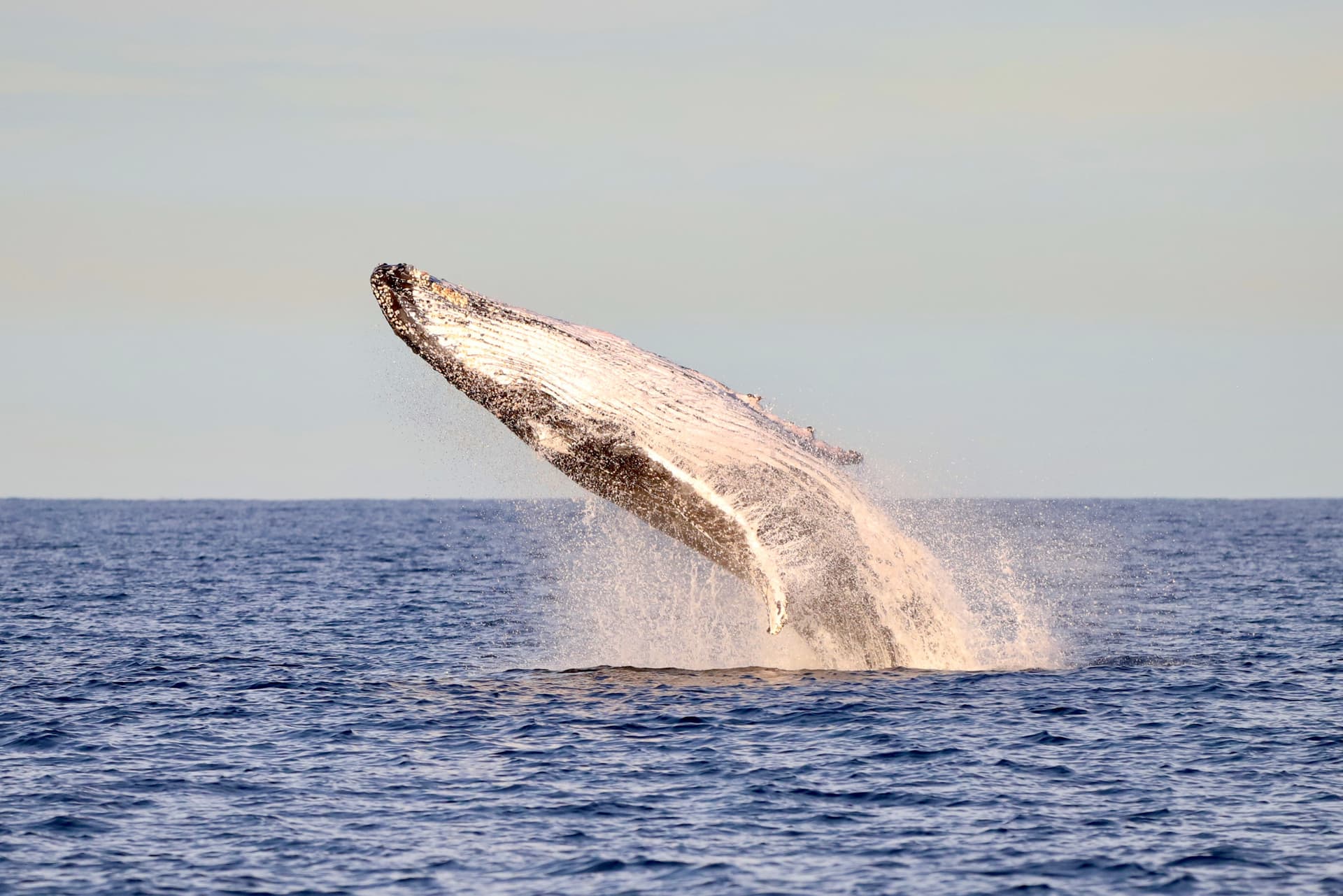 Newcastle Whale Watching Cruise aboard CoastXP - სურათი 7