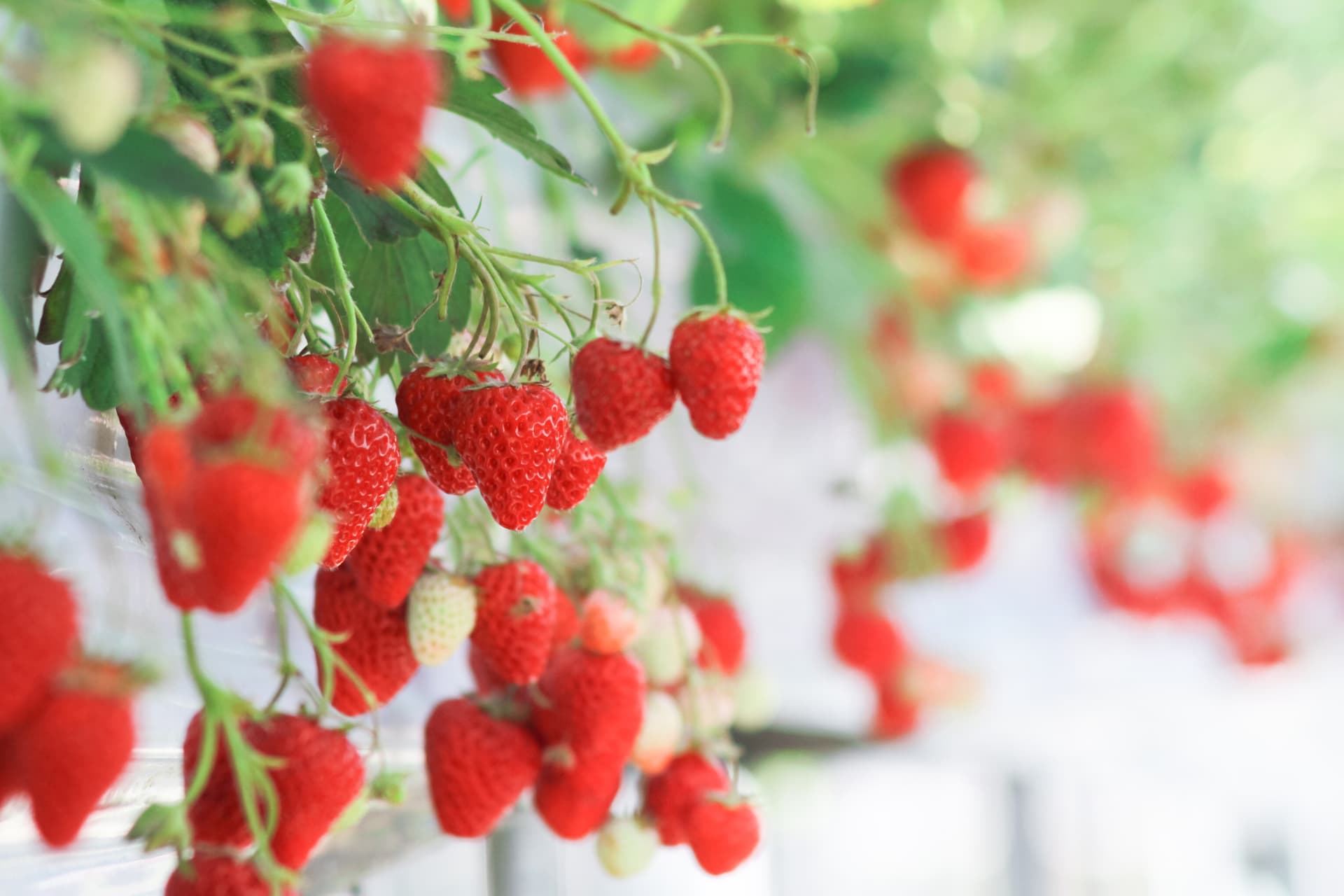 Strawberry Picking, Vivaldi Park, and Eobi Ice Valley Full-Day Tour from Seoul - სურათი 6