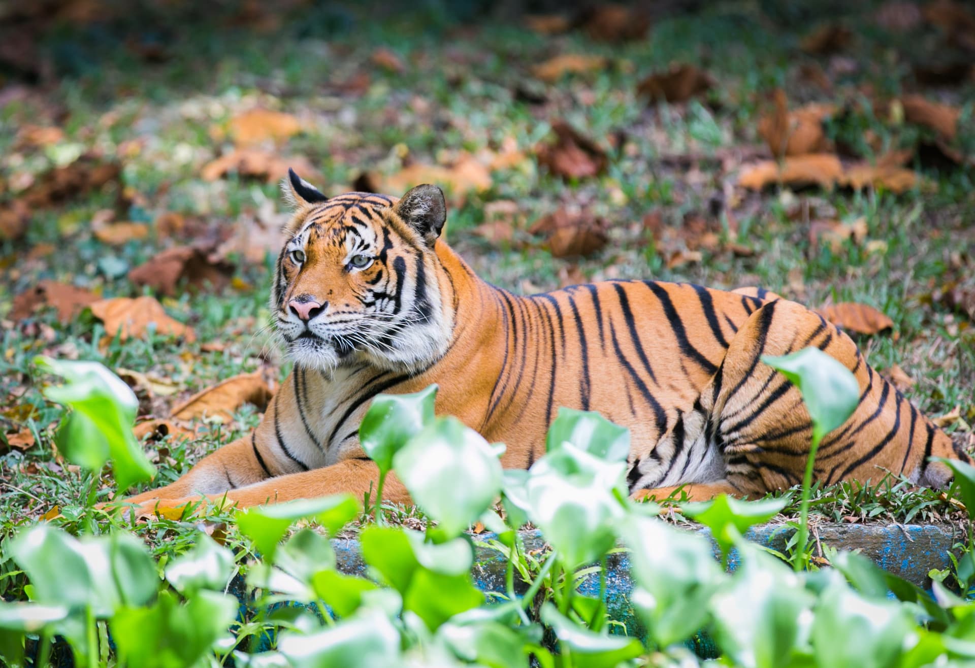Zoo Negara Malaysia & Panda Conservation Centre Ticket - სურათი 5