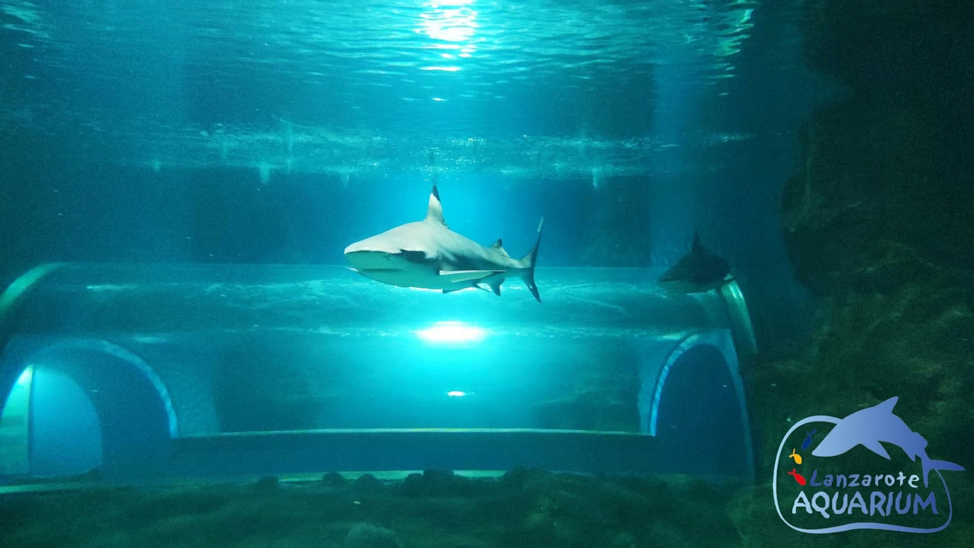Lanzarote Aquarium Ticket - სურათი 9