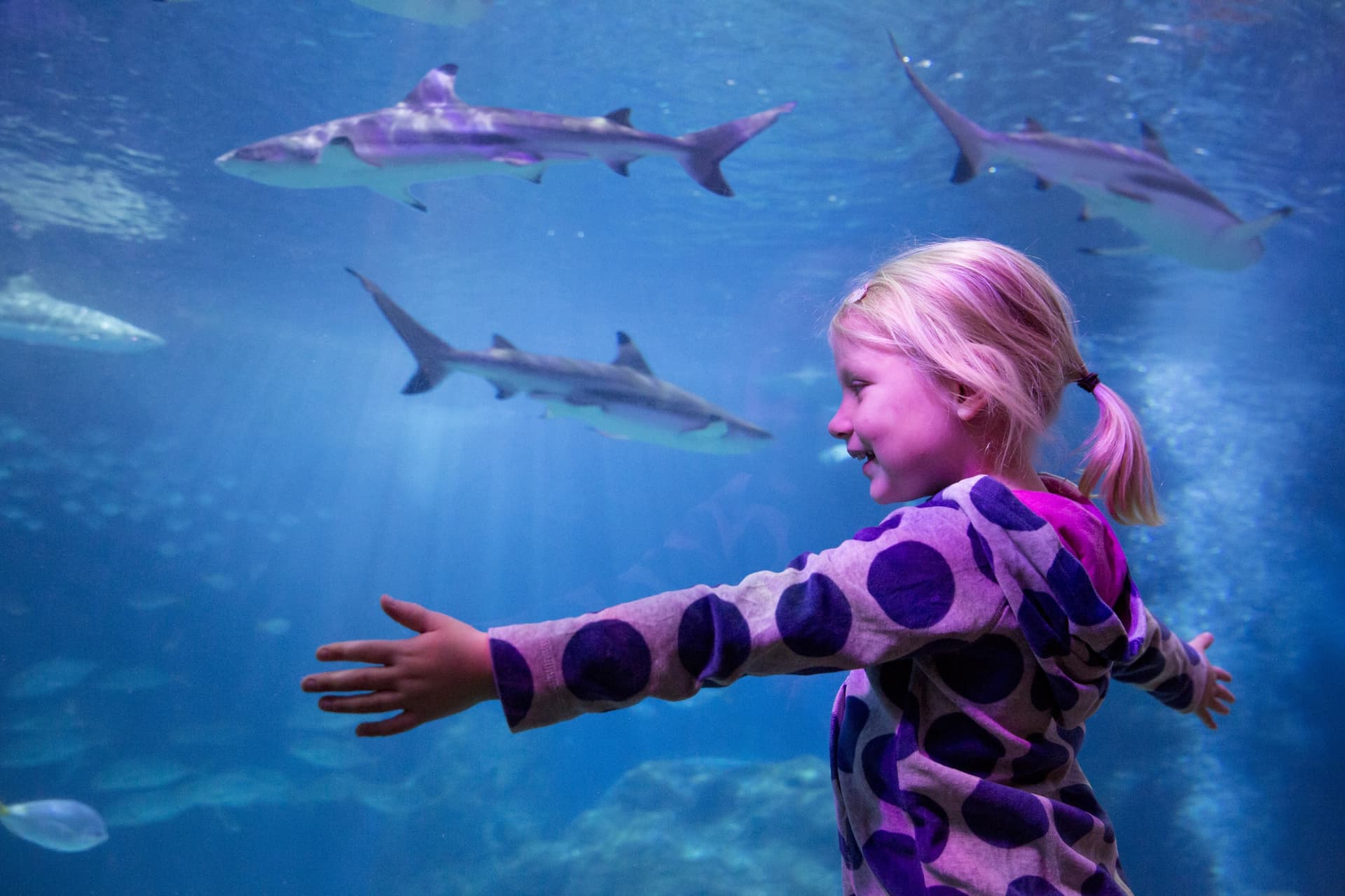 SEA LIFE Oberhausen Aquarium Ticket - სურათი 2