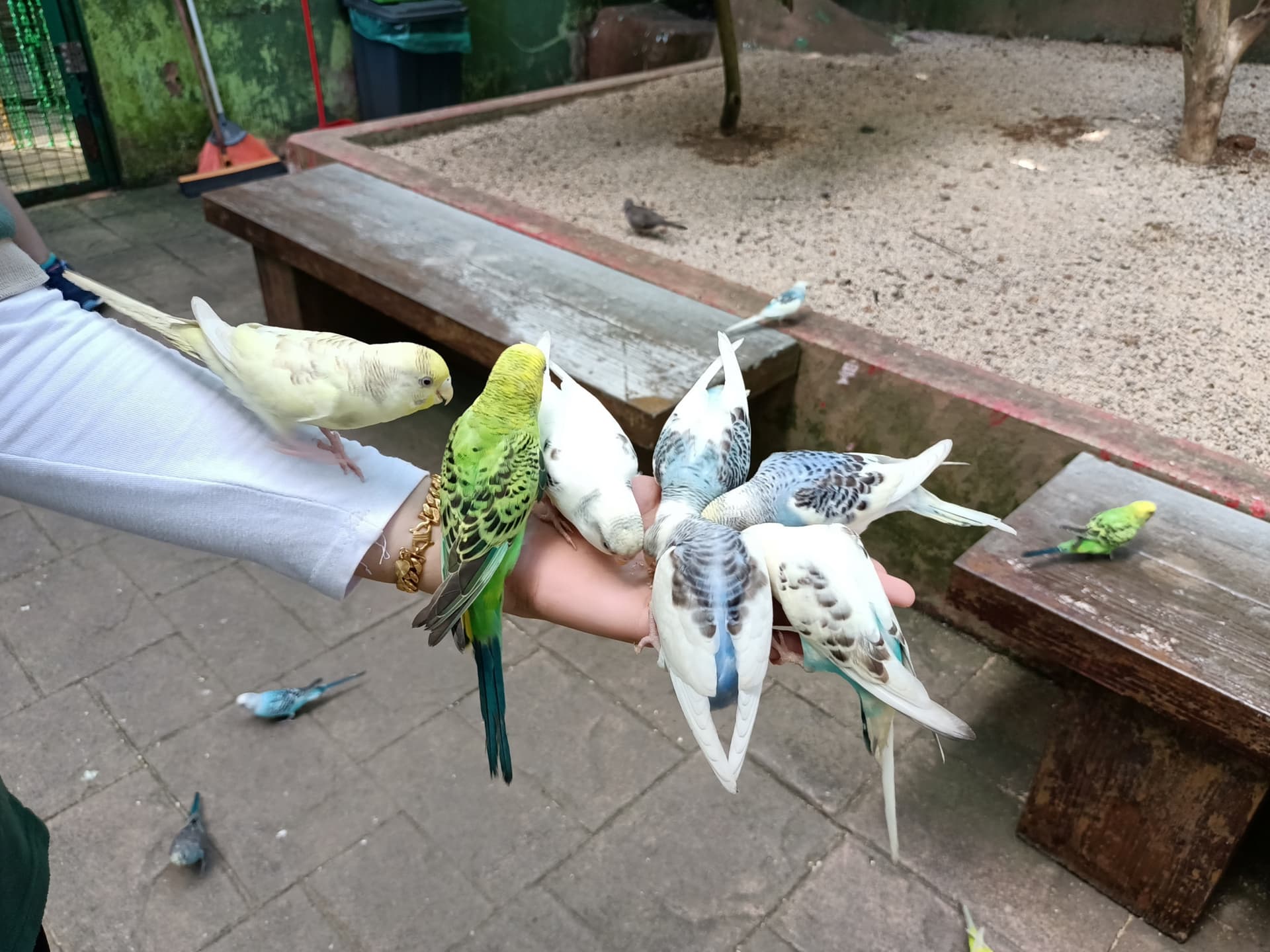 Langkawi Wildlife Park - სურათი 18
