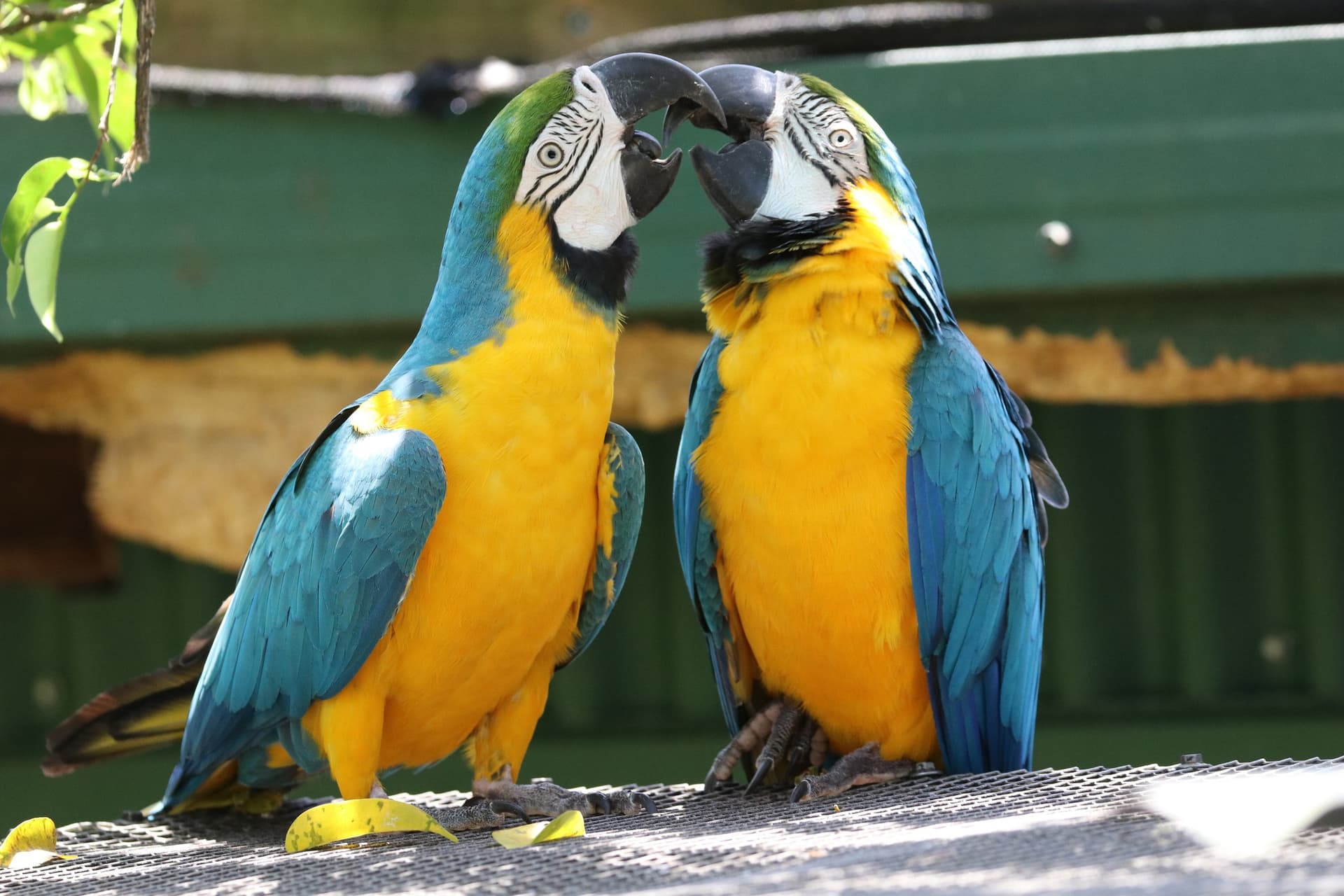 Birdworld Kuranda - მთავარი სურათი