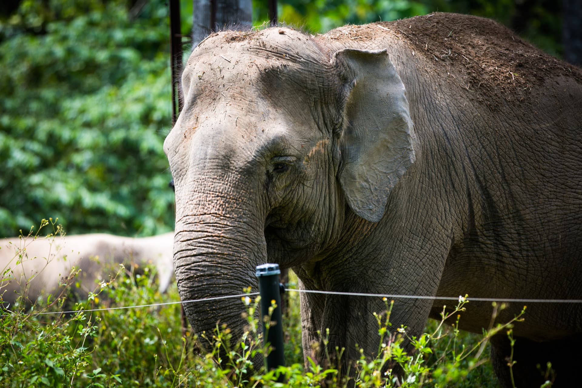 Zoo Negara Malaysia & Panda Conservation Centre Ticket - სურათი 7