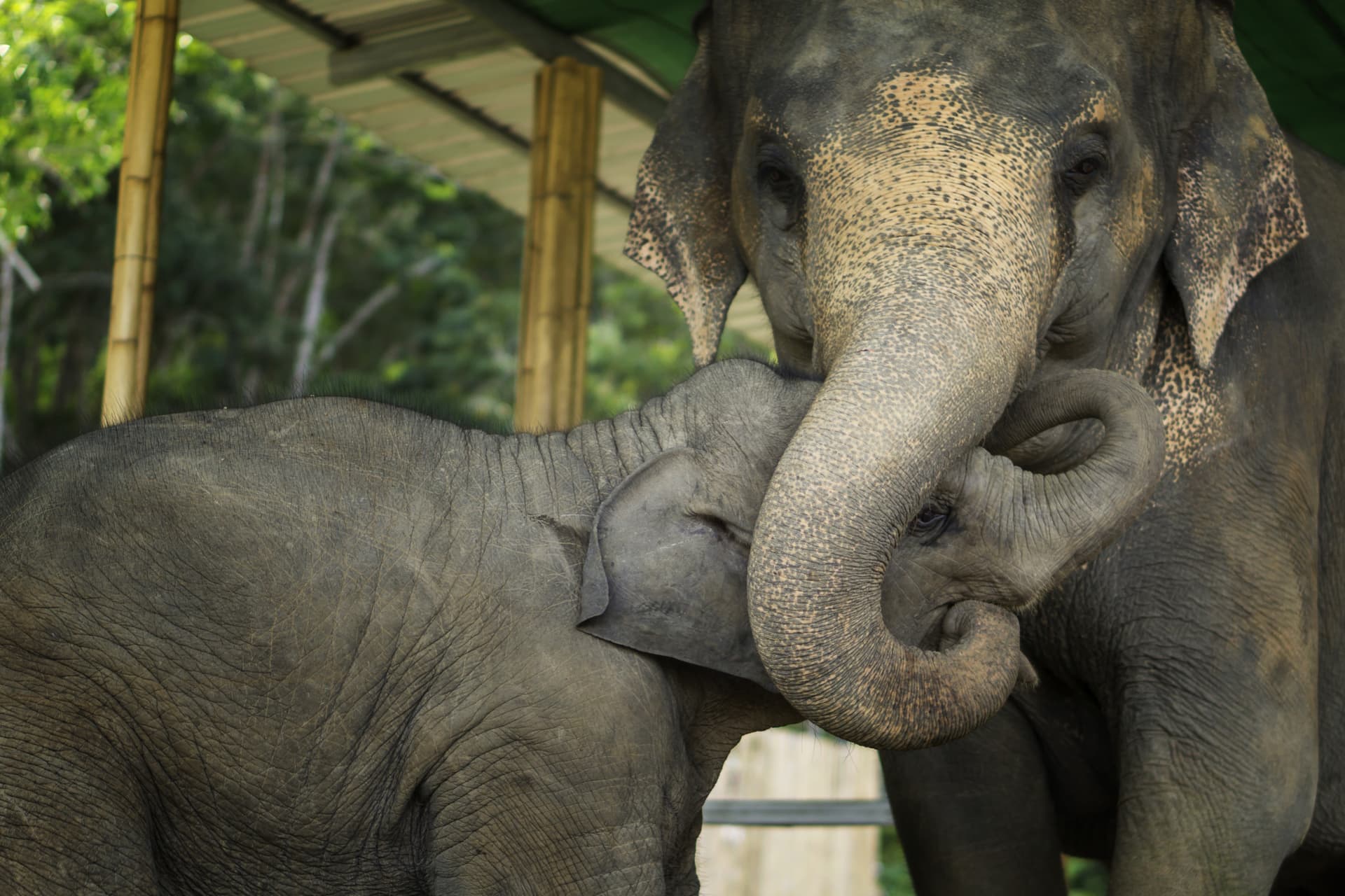 Elephant Jungle Sanctuary Pattaya - მთავარი სურათი