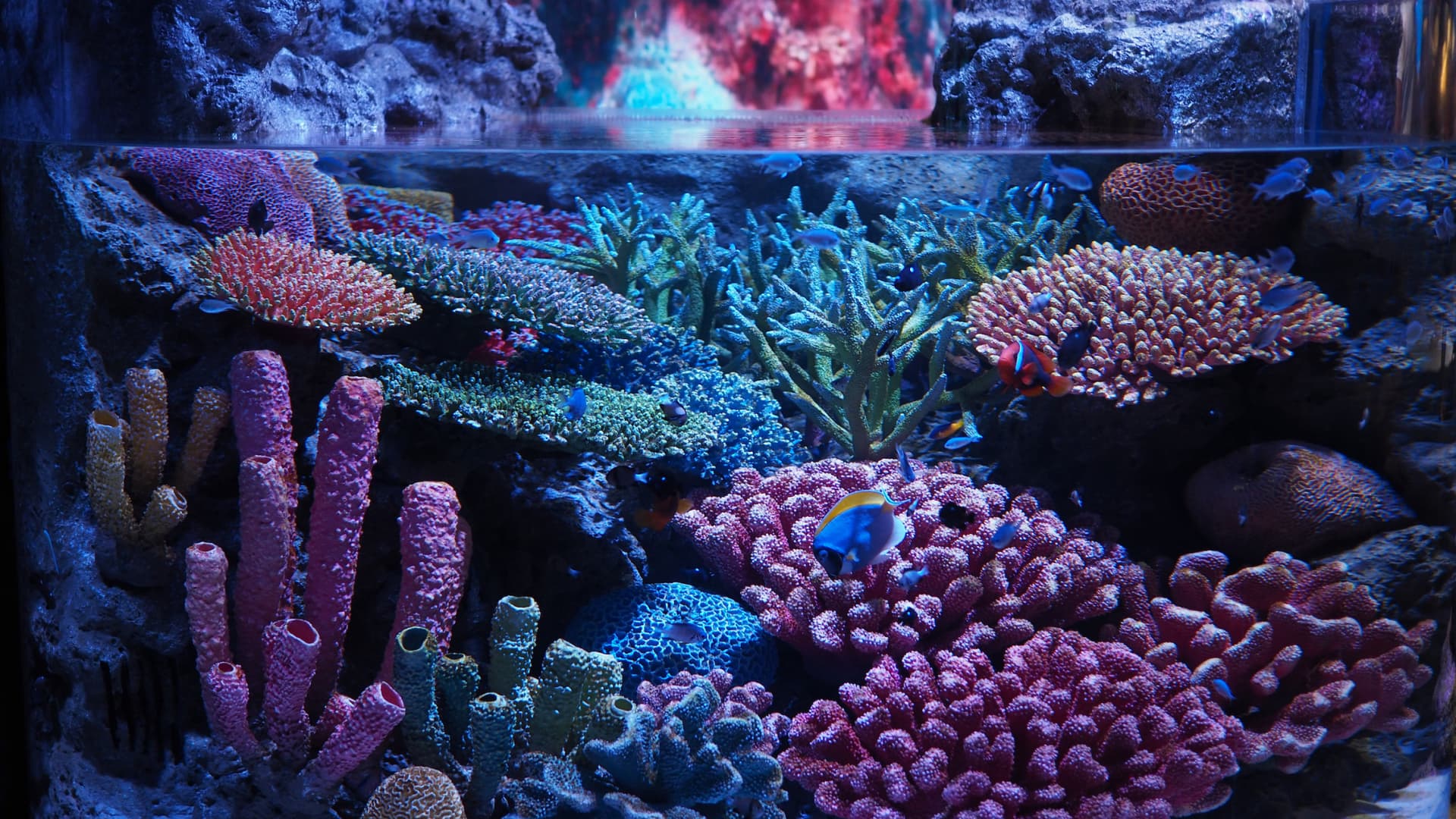 SEA LIFE Bangkok Ocean World Ticket - სურათი 9