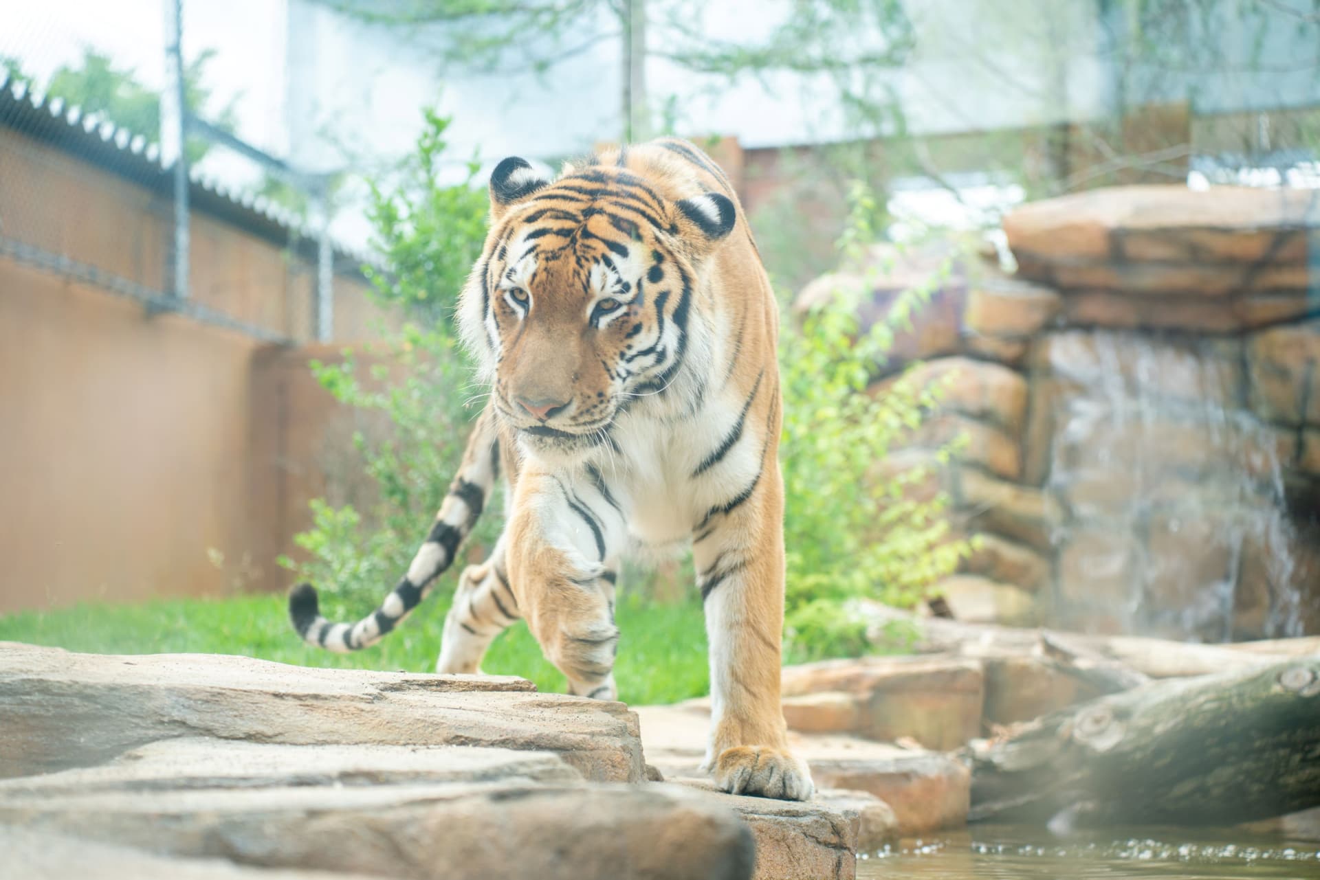 Nasu Animal Kingdom Ticket - სურათი 7