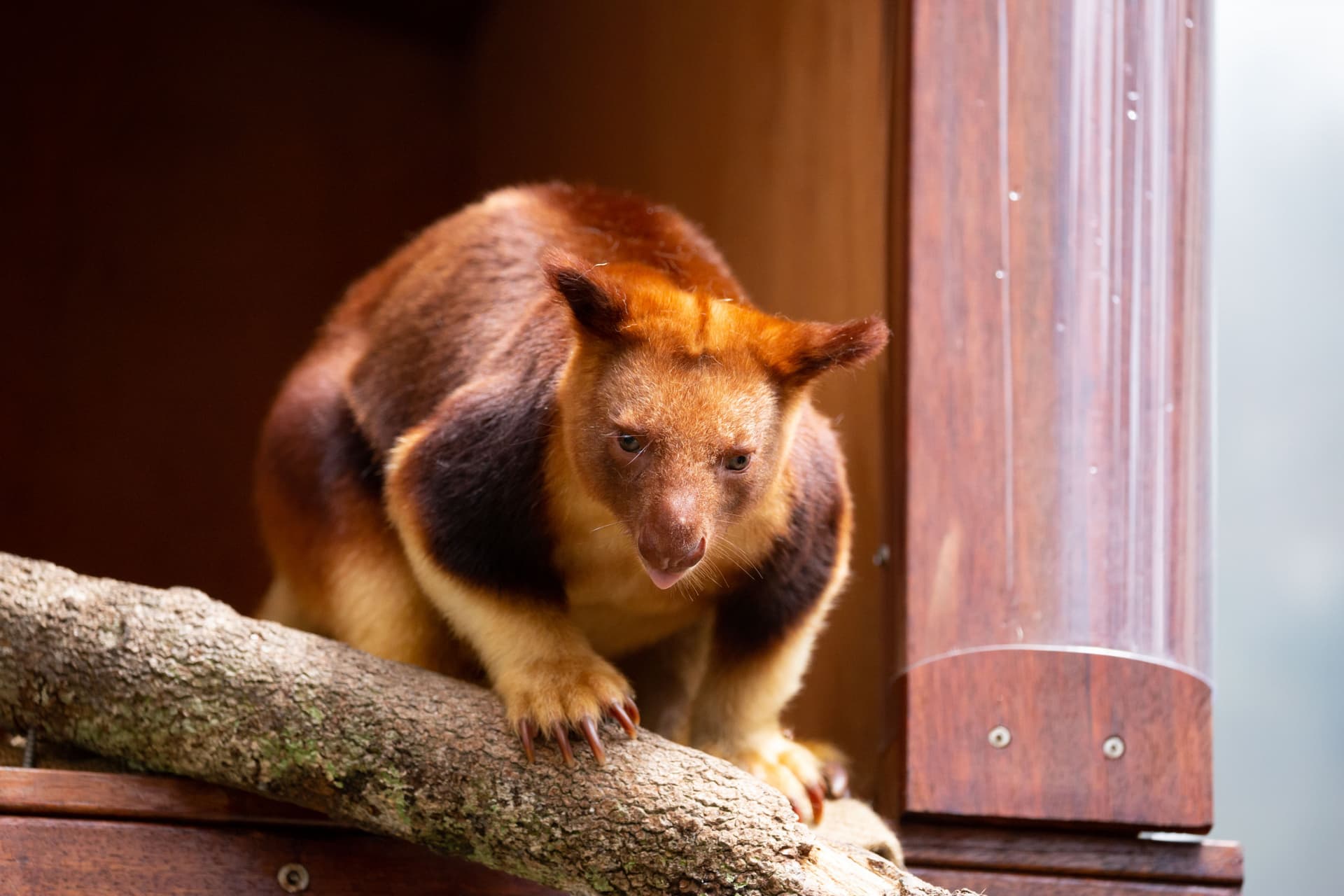 WILD LIFE Sydney Zoo Direct Entry Ticket - სურათი 10
