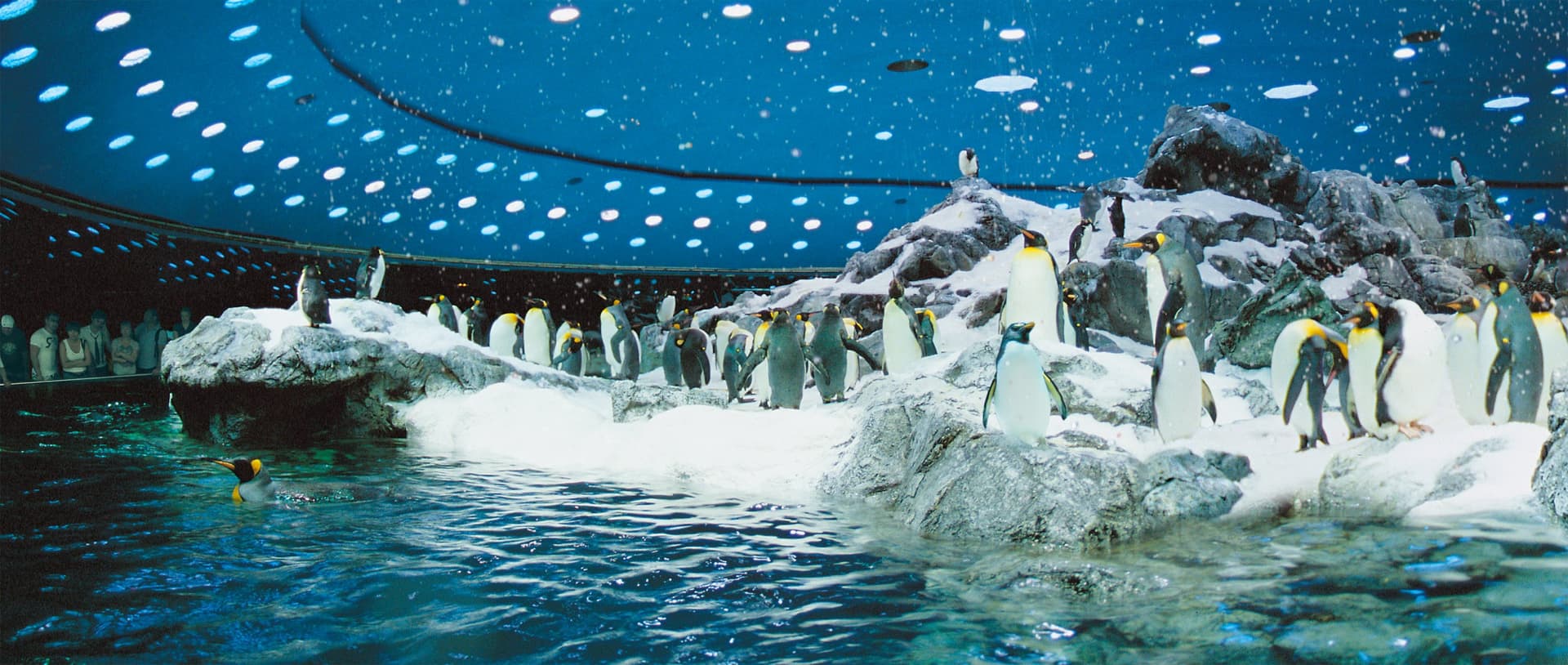 Loro Parque Ticket - სურათი 12