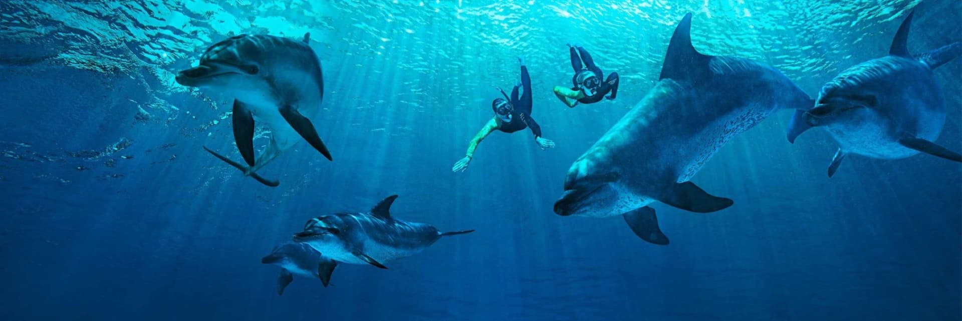Atlantis Aquaventure World Dubai - Dolphin and Sea Lion Experiences at Atlas Village - სურათი 6