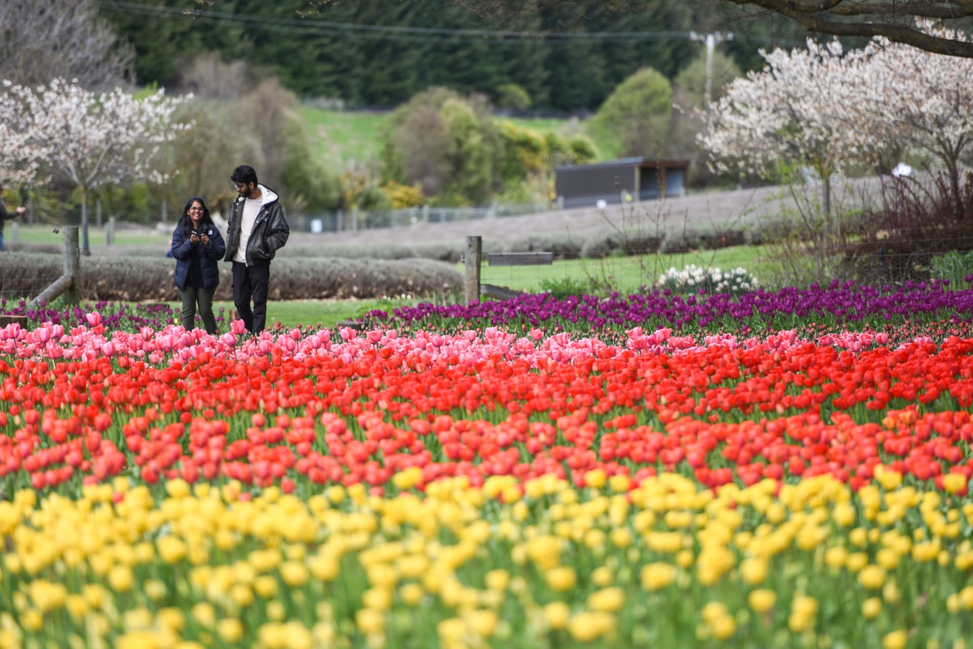 Wanaka Lavender Farm Ticket - სურათი 3