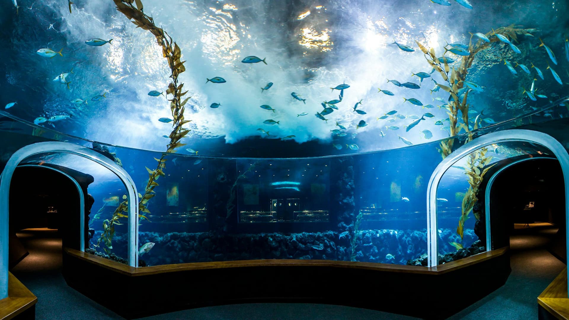Poema del Mar - Aquarium Gran Canaria: Skip The Line Ticket - სურათი 3
