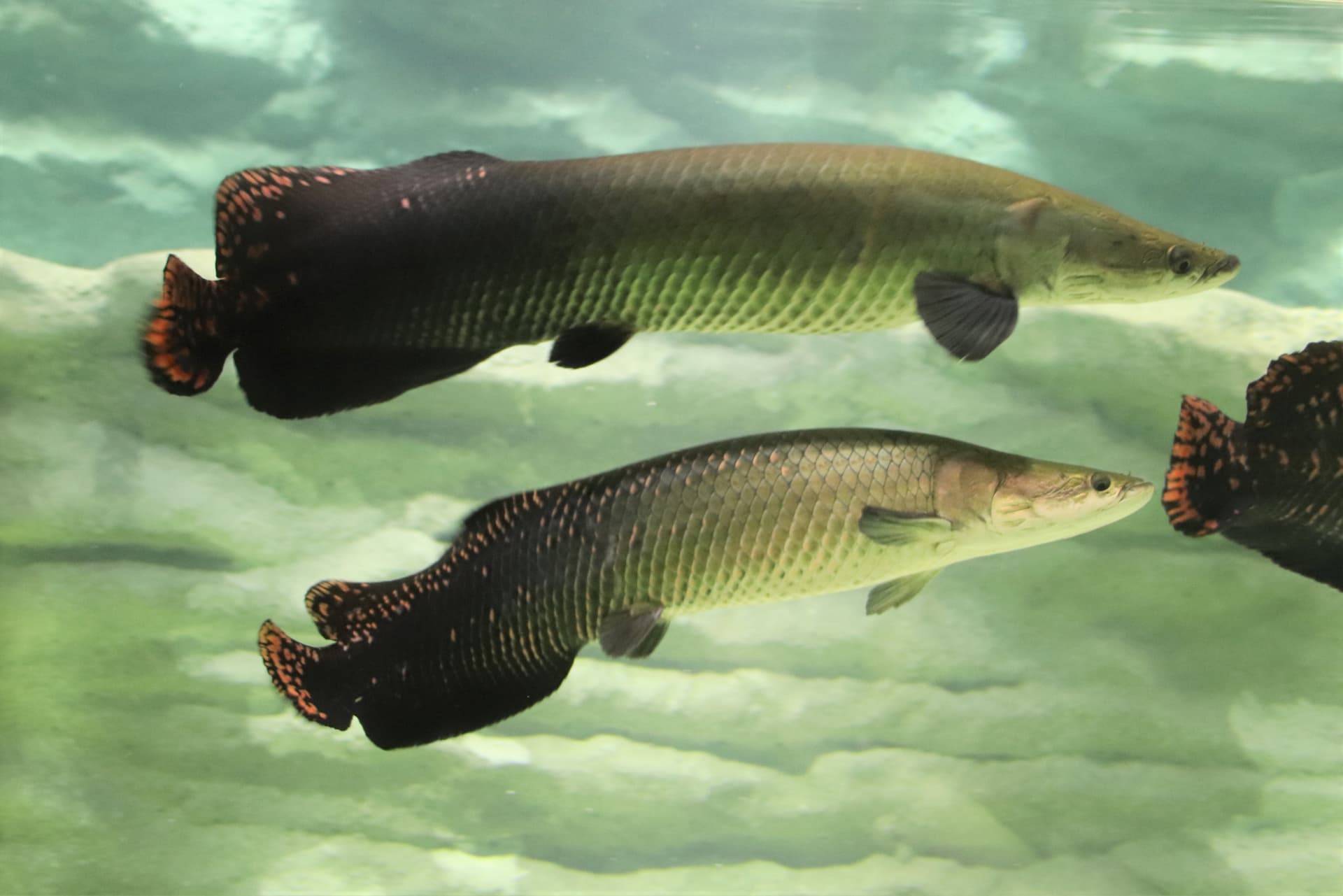 Kawasaki Aquarium Ticket - სურათი 4